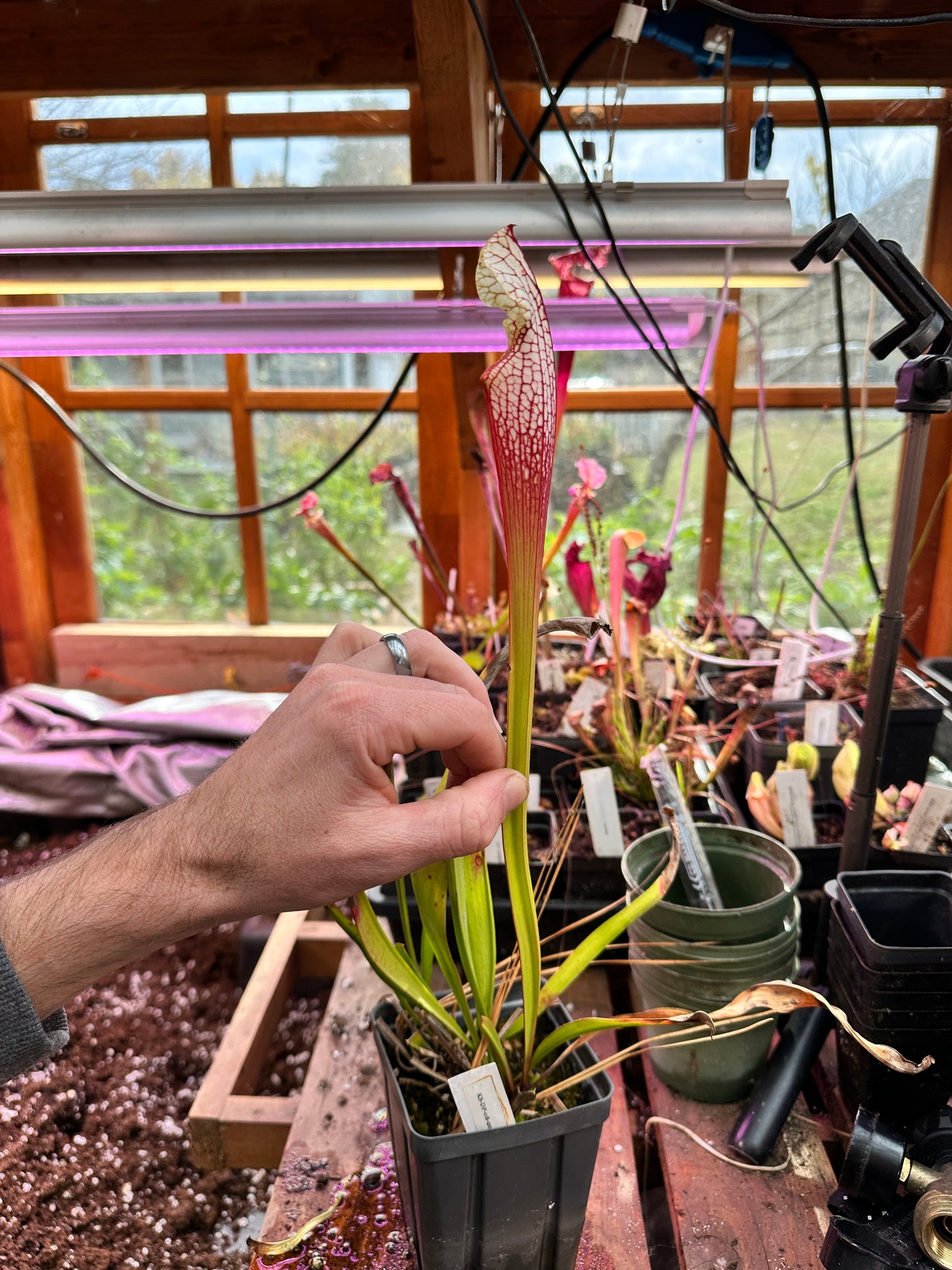 S. leucophylla ‘North of East Point’ x ‘Hurricane Creek White F’