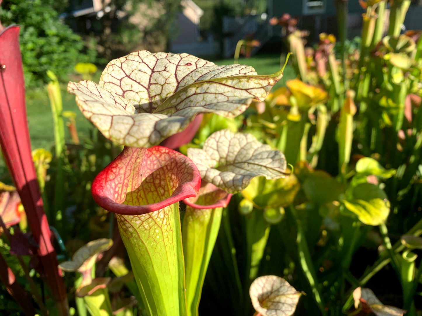 Sarracenia 'Adrian Slack'