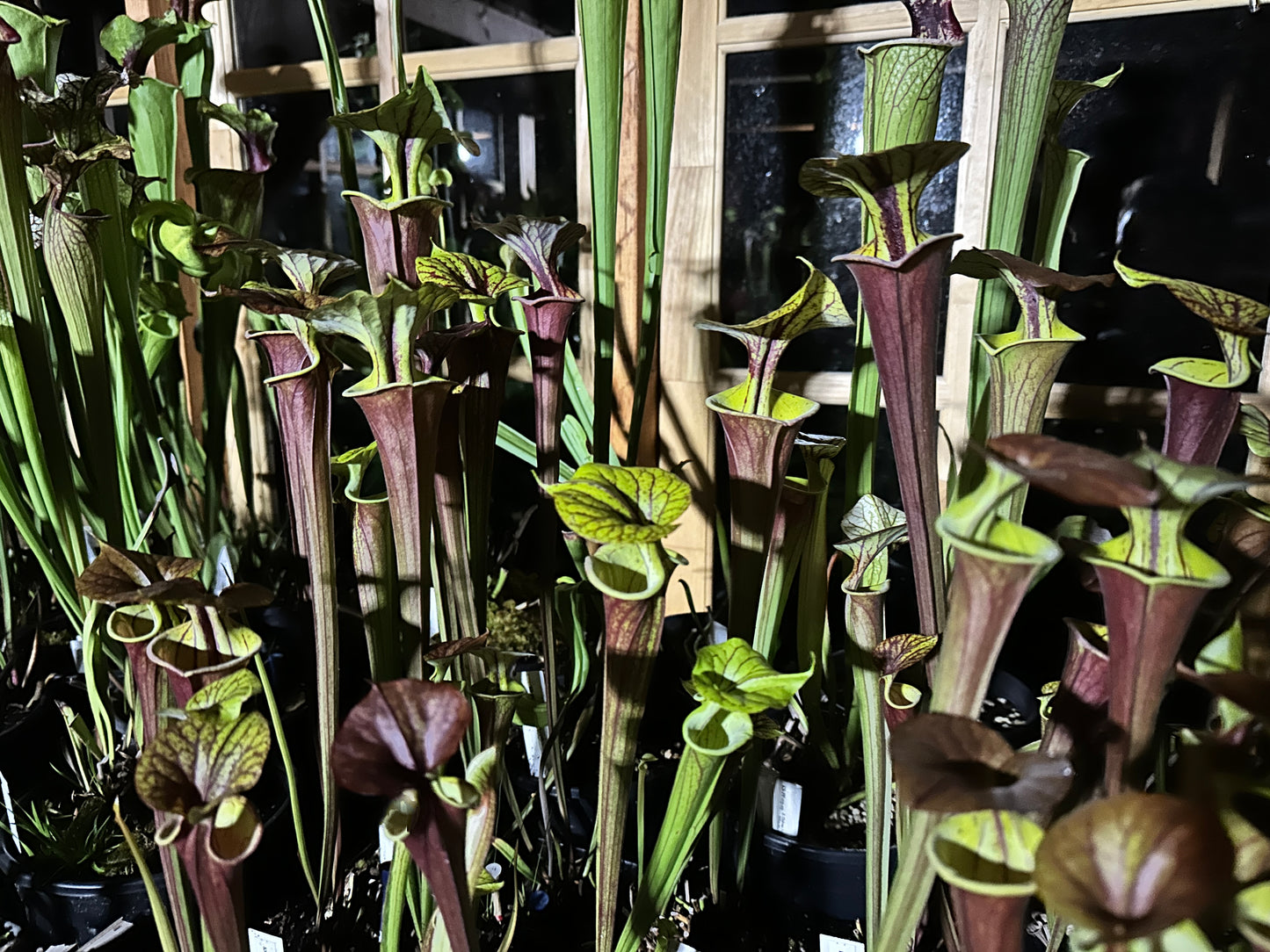 Sarracenia flava (Miscellaneous clones)