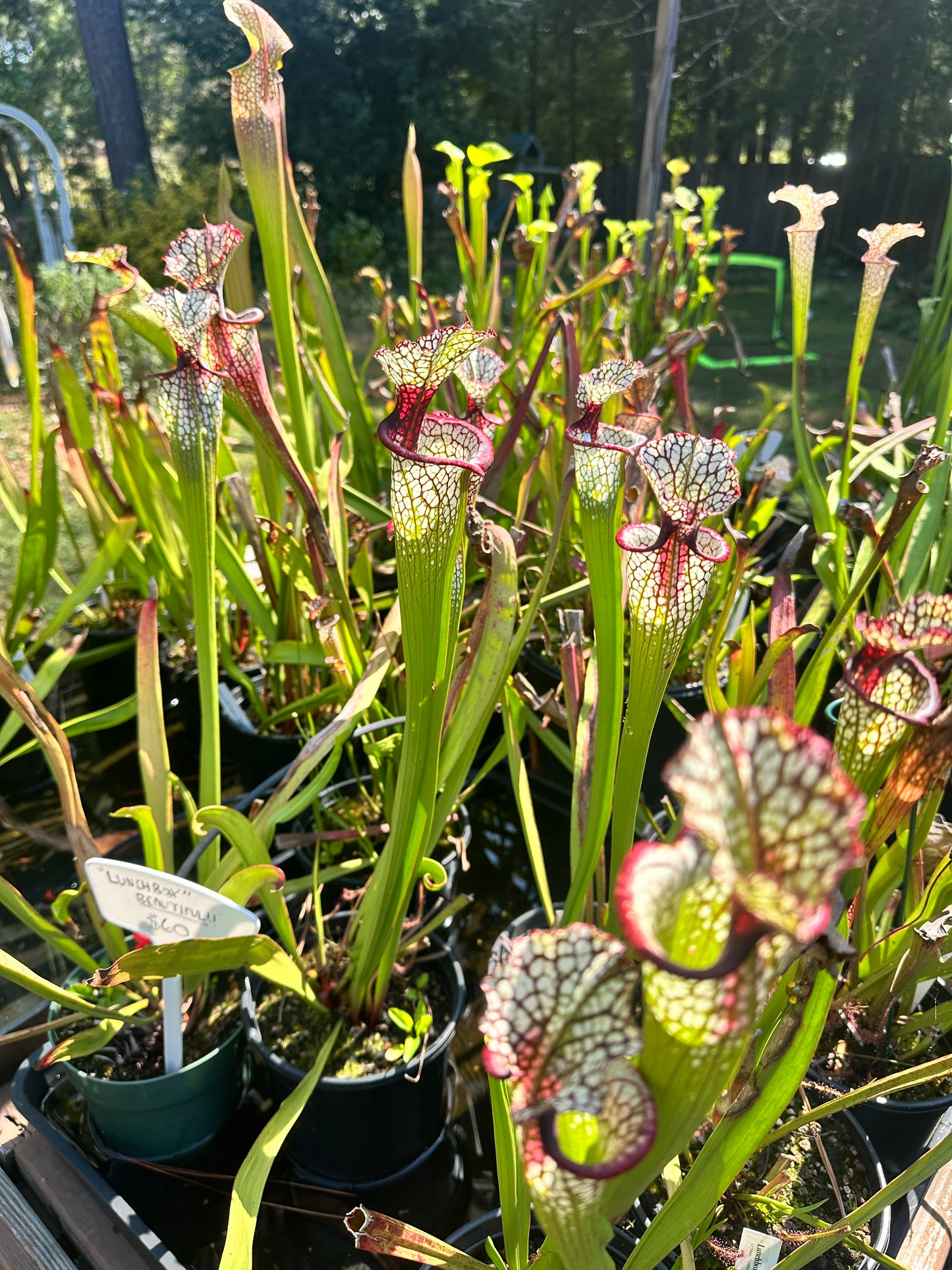 Sarracenia 'Lunchbox'