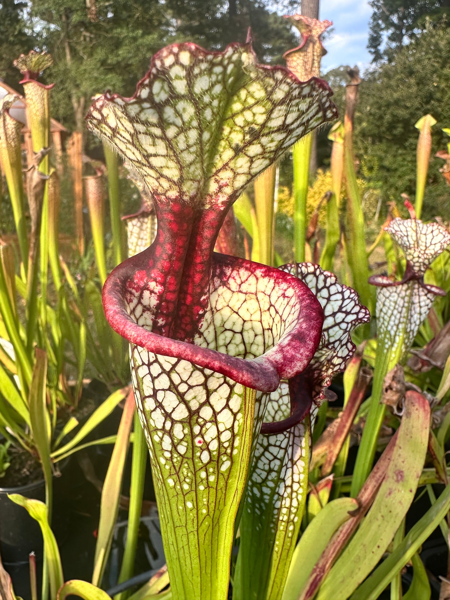 Sarracenia 'Lunchbox'