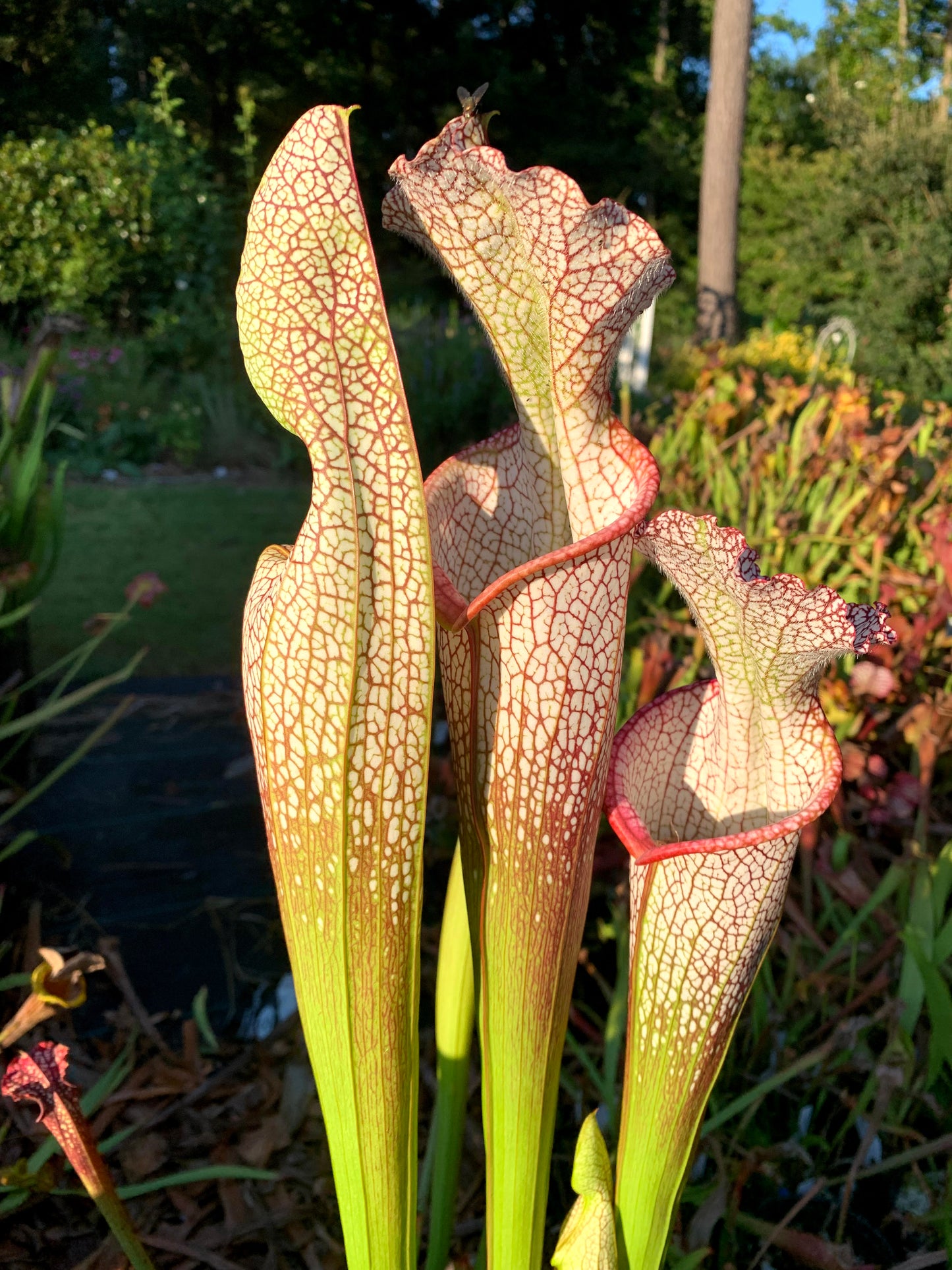 Sarracenia leucophylla (Miscellaneous clones)