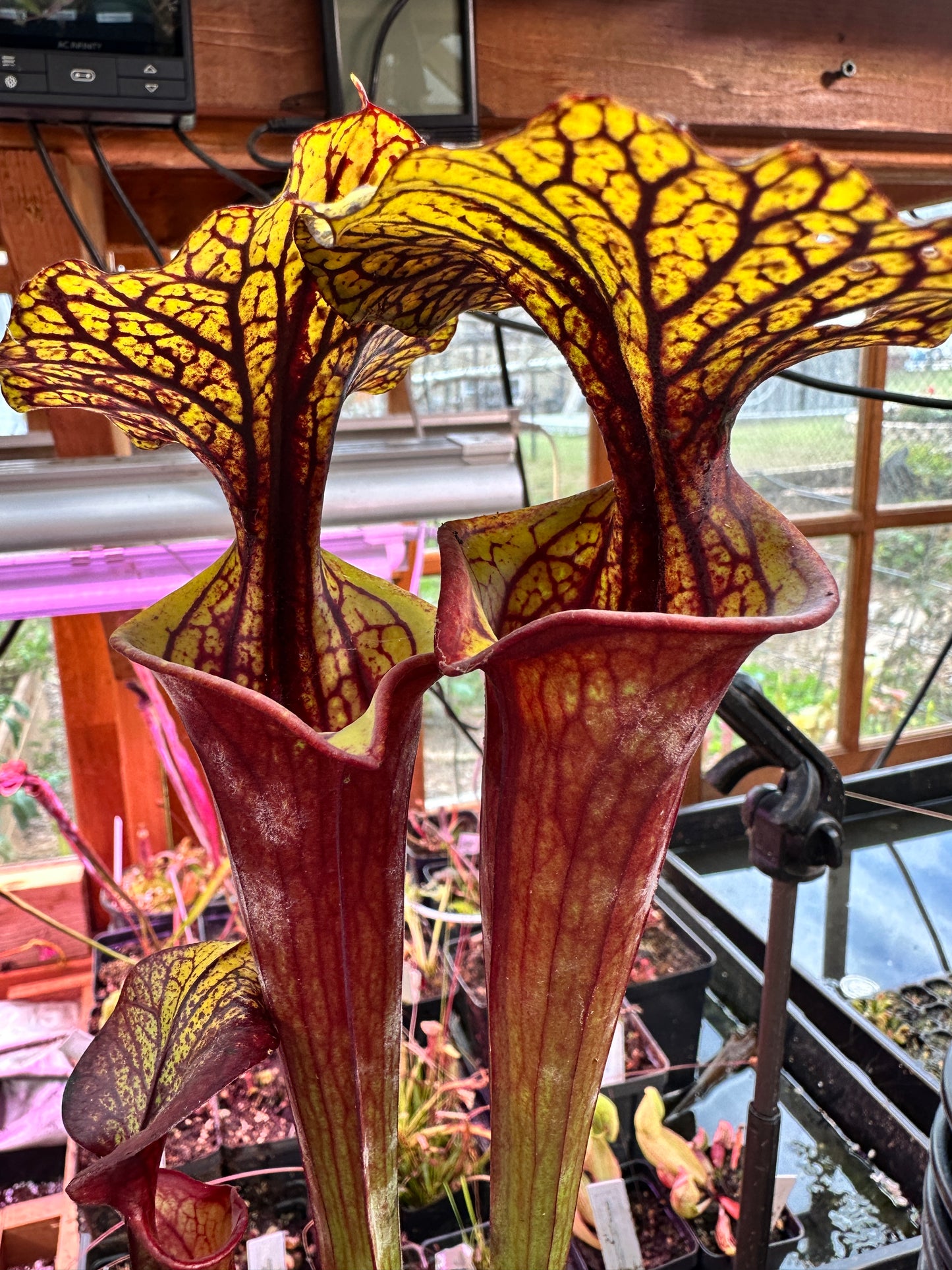 S. flava (Waccamaw x Black Veined Giant)