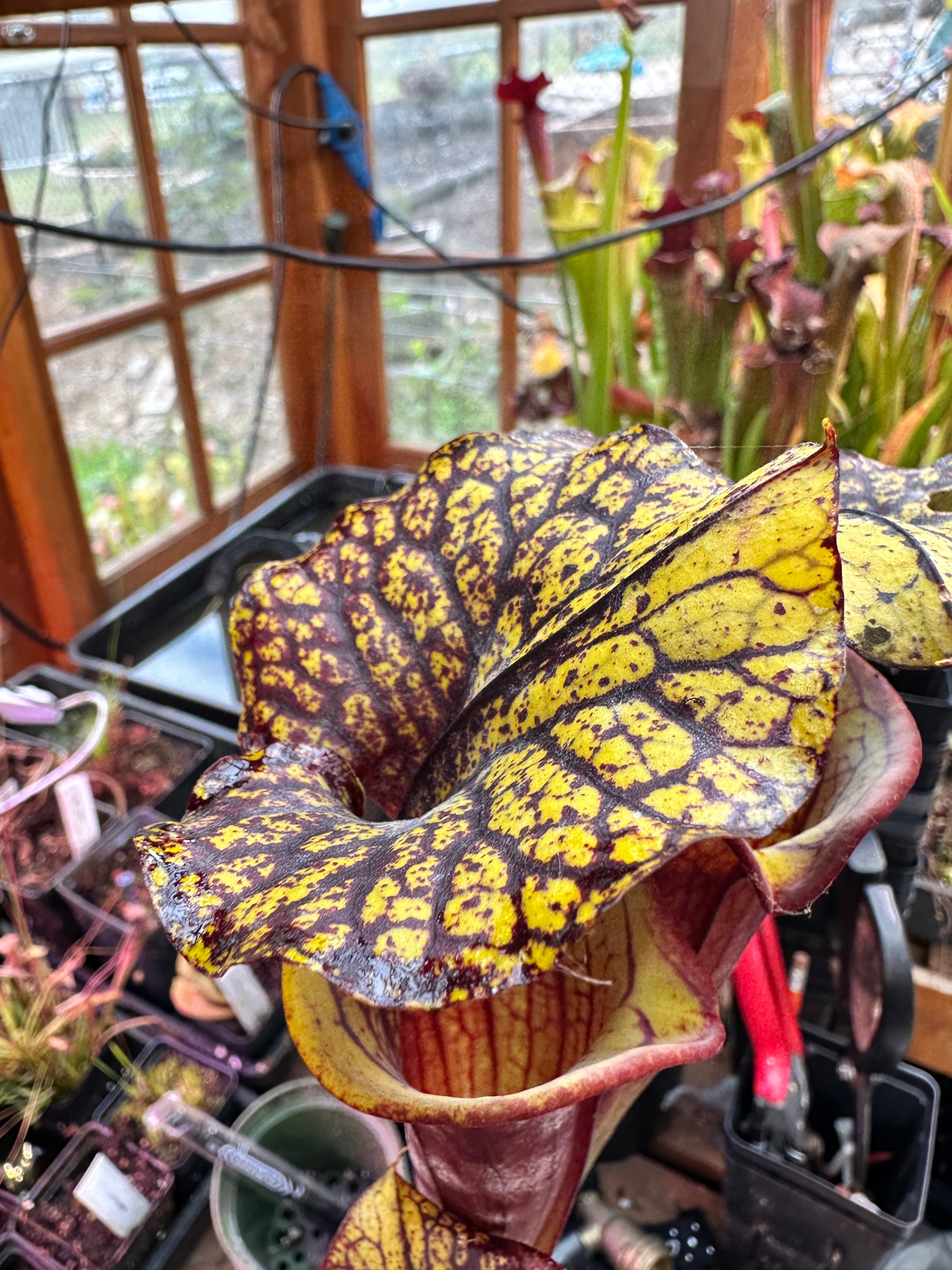 S. flava (Waccamaw x Black Veined Giant) – Atlanta Carnivorous Gardens