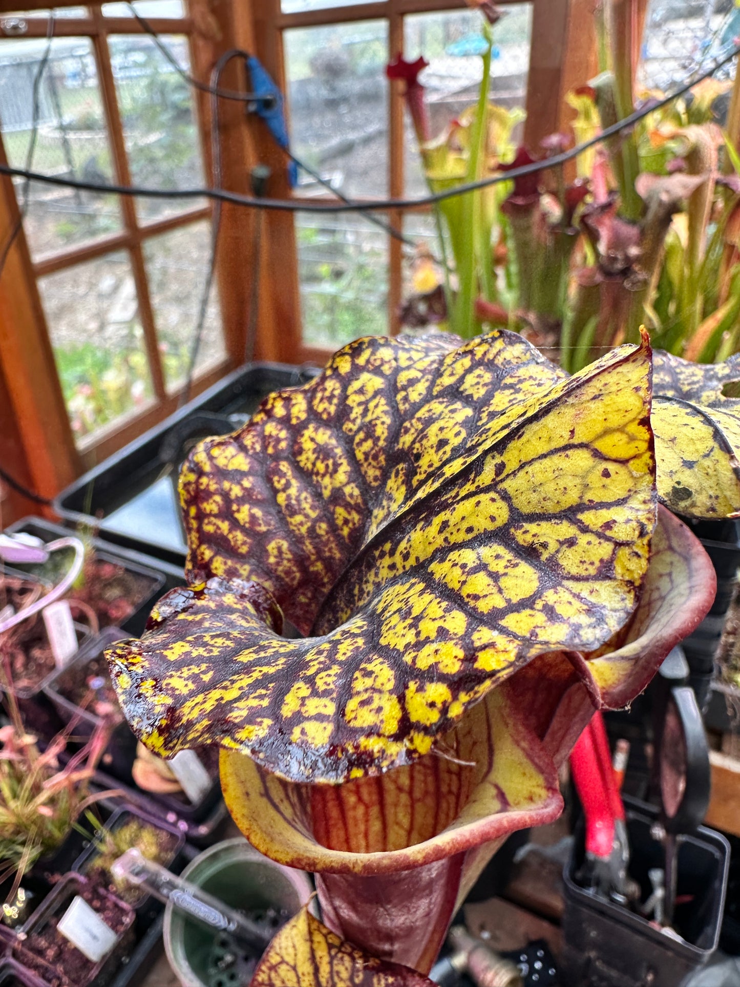 S. flava (Waccamaw x Black Veined Giant)