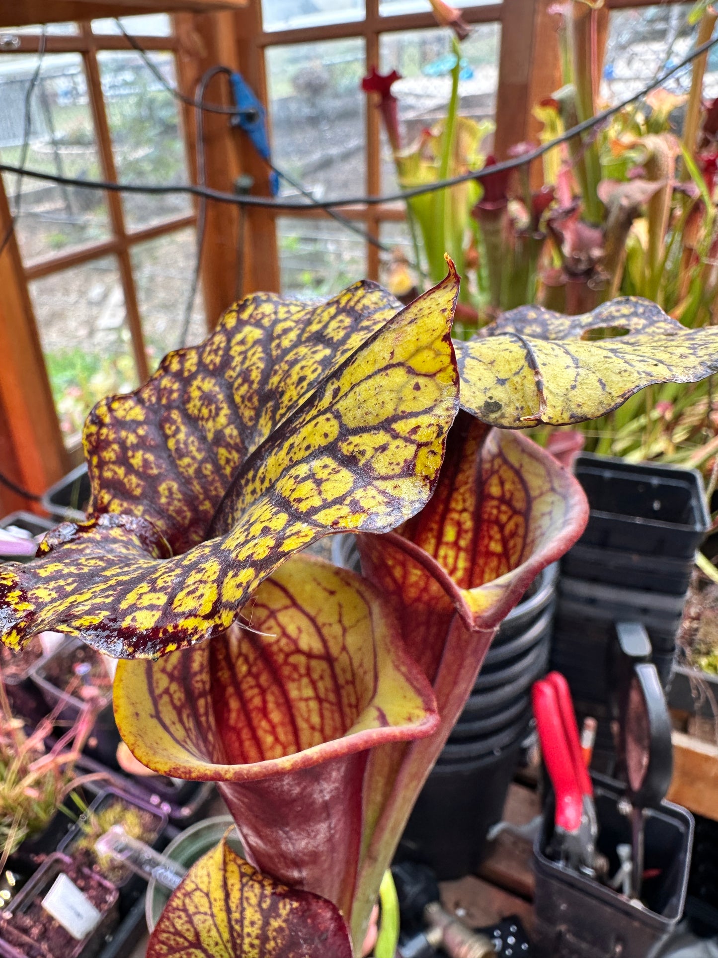 S. flava (Waccamaw x Black Veined Giant)