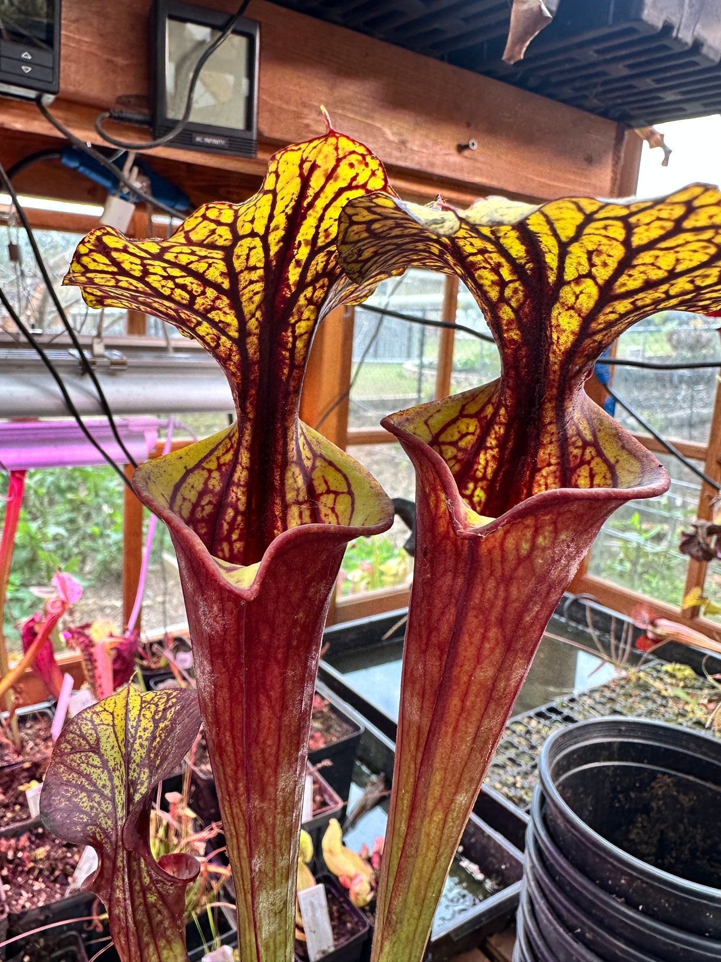 S. flava (Waccamaw x Black Veined Giant)