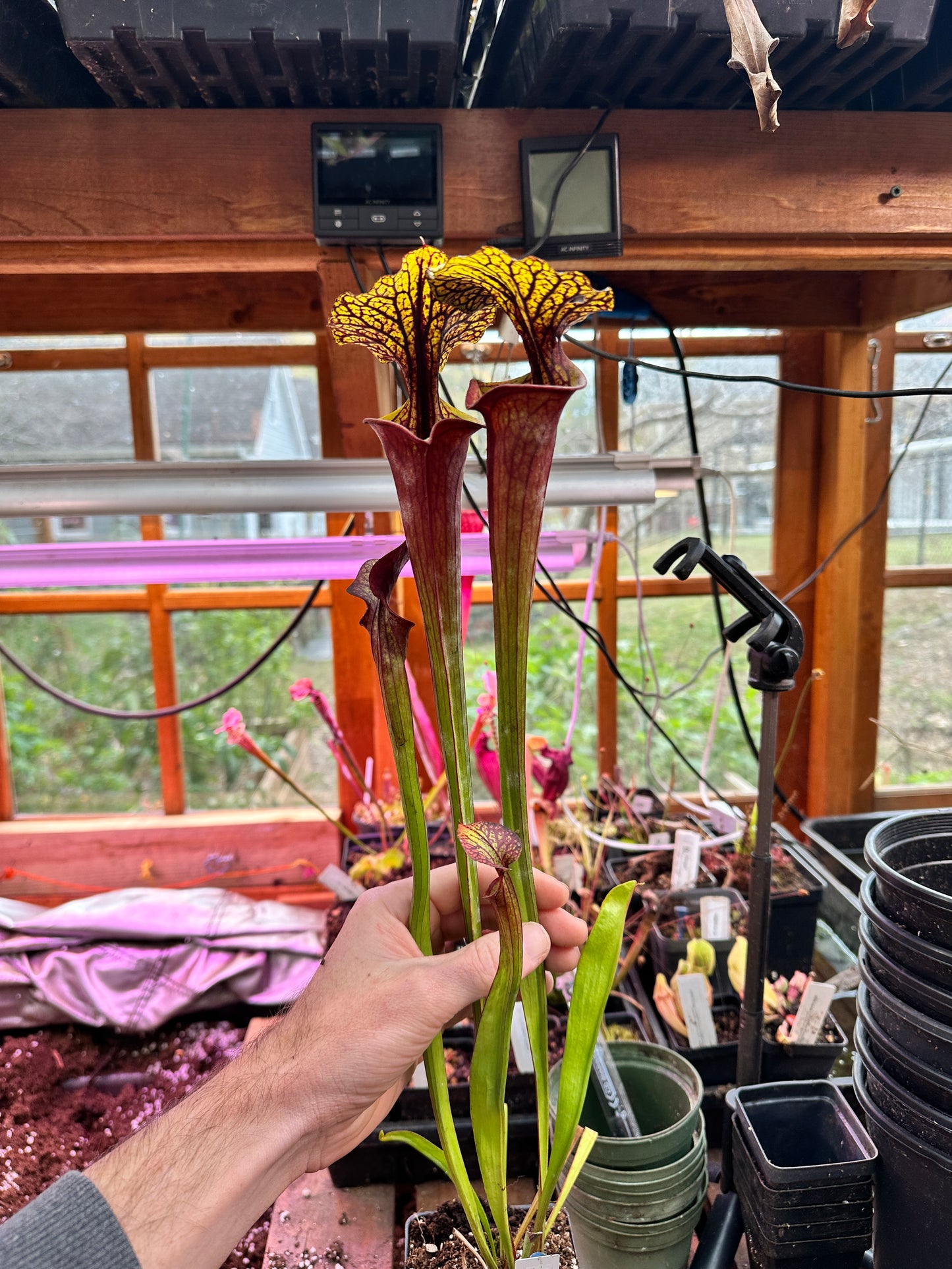 S. flava (Waccamaw x Black Veined Giant)