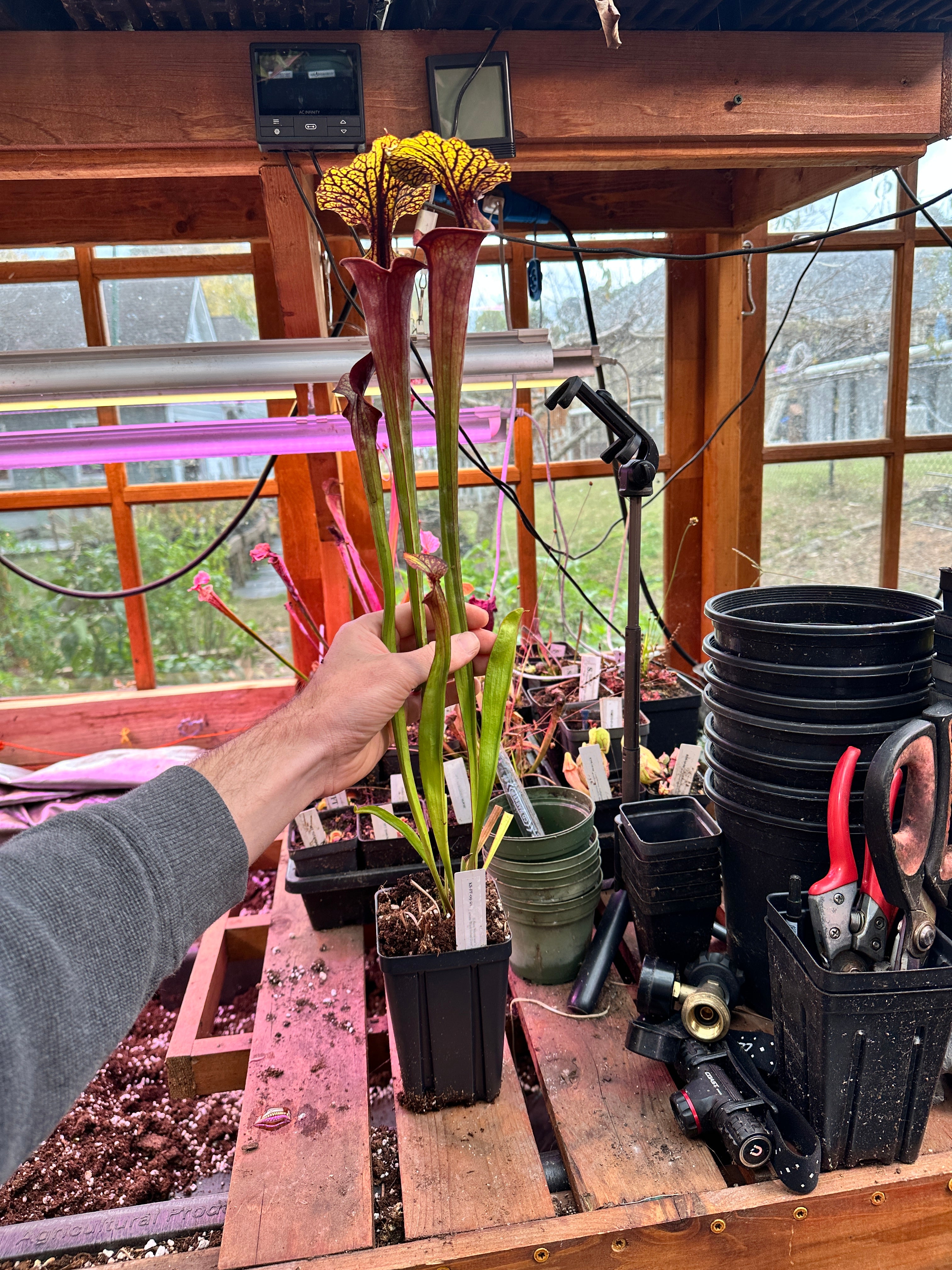 S. flava (Waccamaw x Black Veined Giant) – Atlanta Carnivorous Gardens