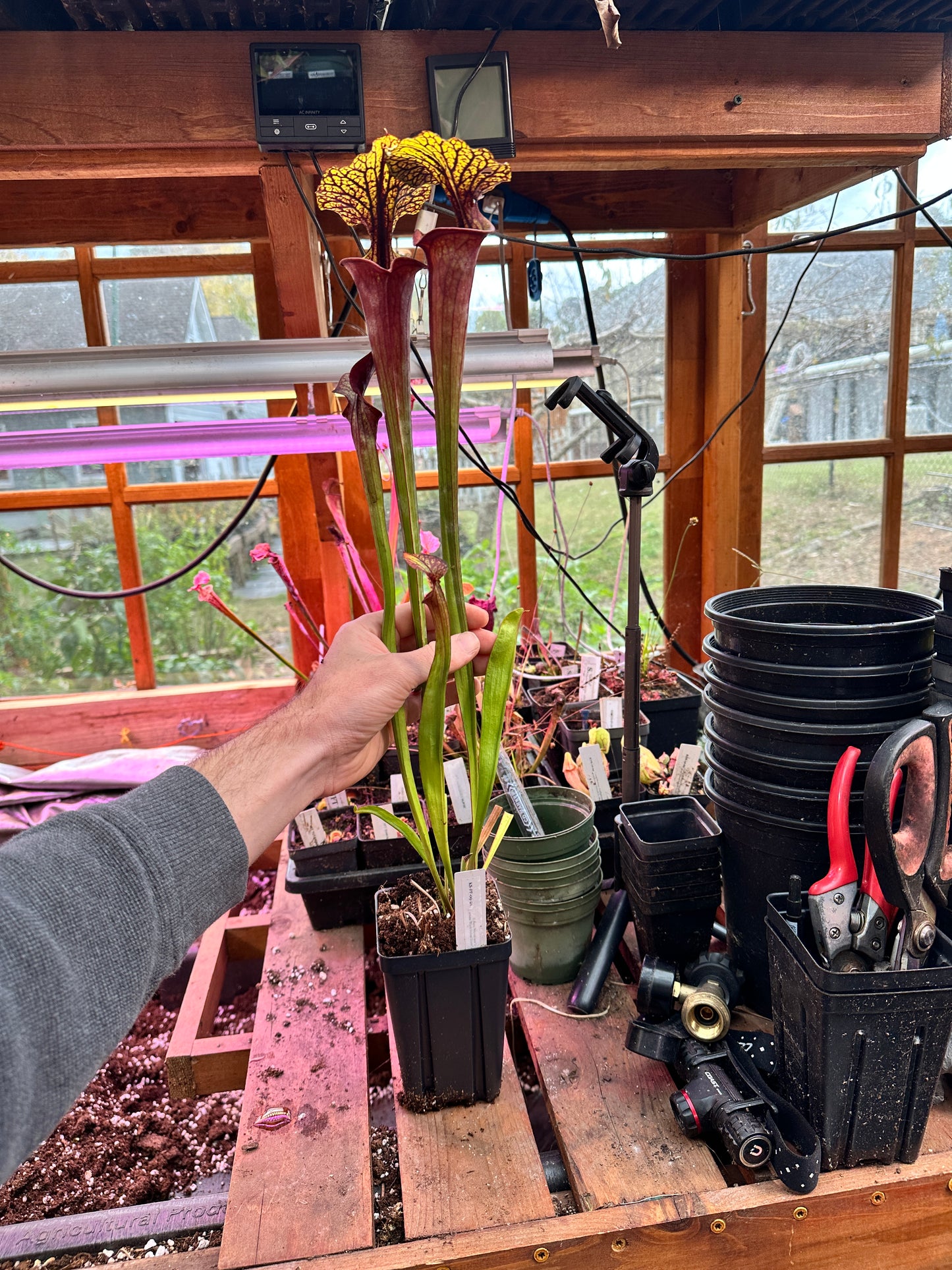 S. flava (Waccamaw x Black Veined Giant)