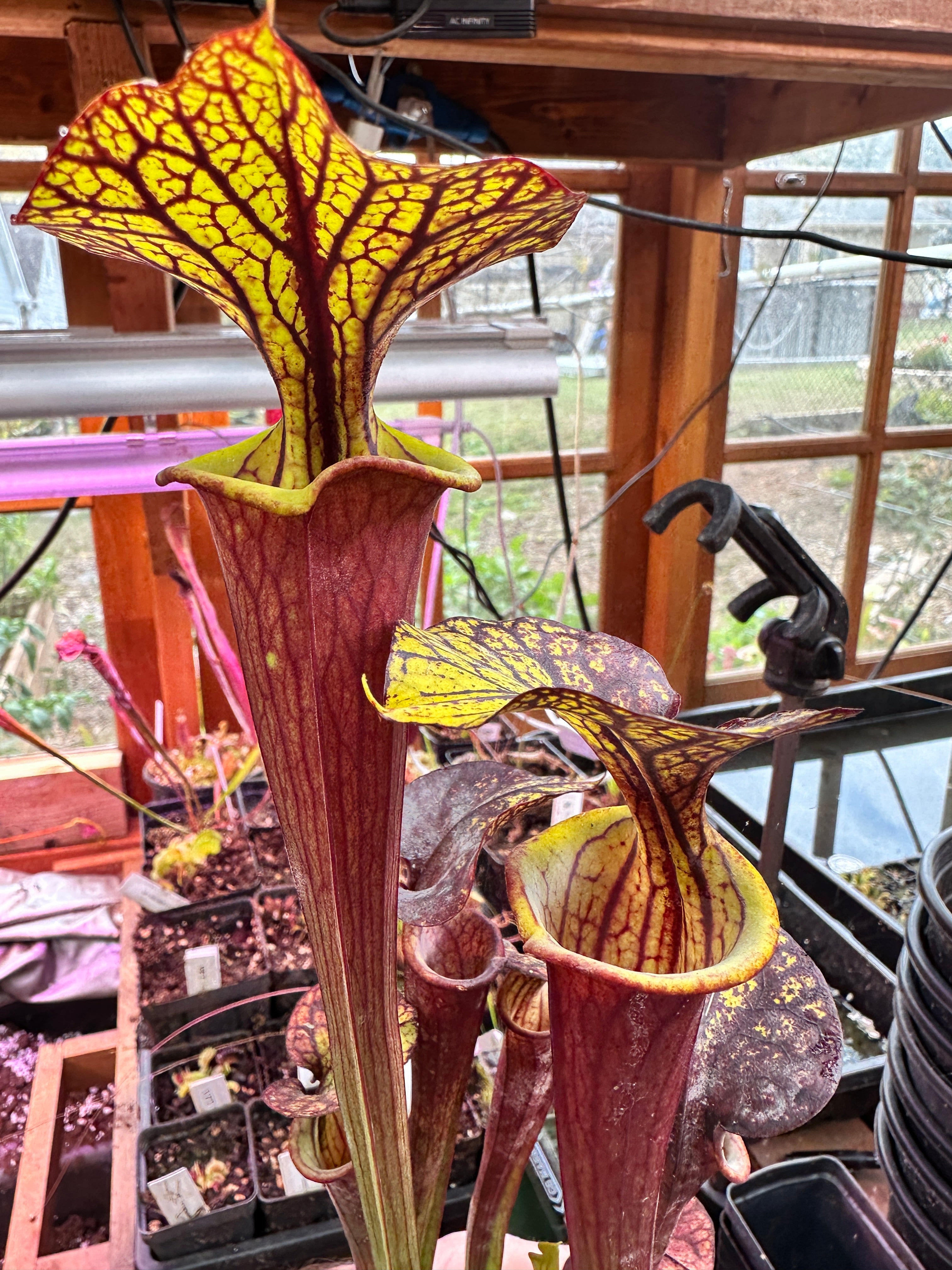 S. flava (Waccamaw x Black Veined Giant) – Atlanta Carnivorous Gardens