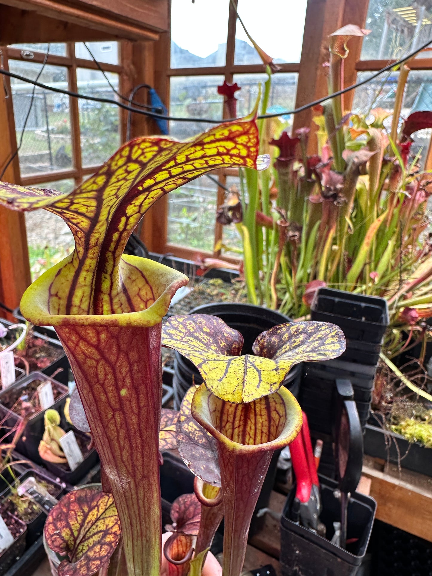 S. flava (Waccamaw x Black Veined Giant)