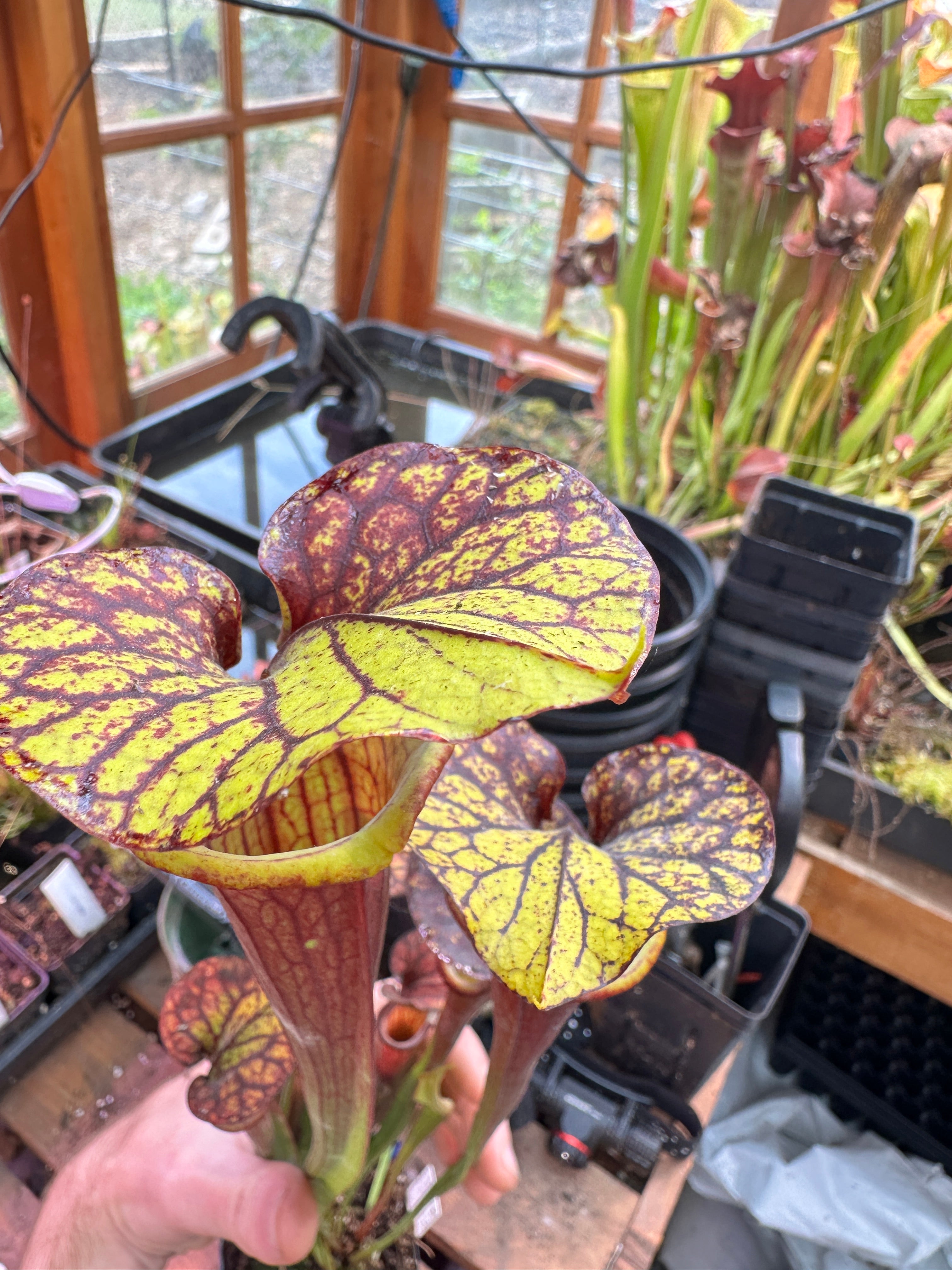 S. flava (Waccamaw x Black Veined Giant) – Atlanta Carnivorous Gardens