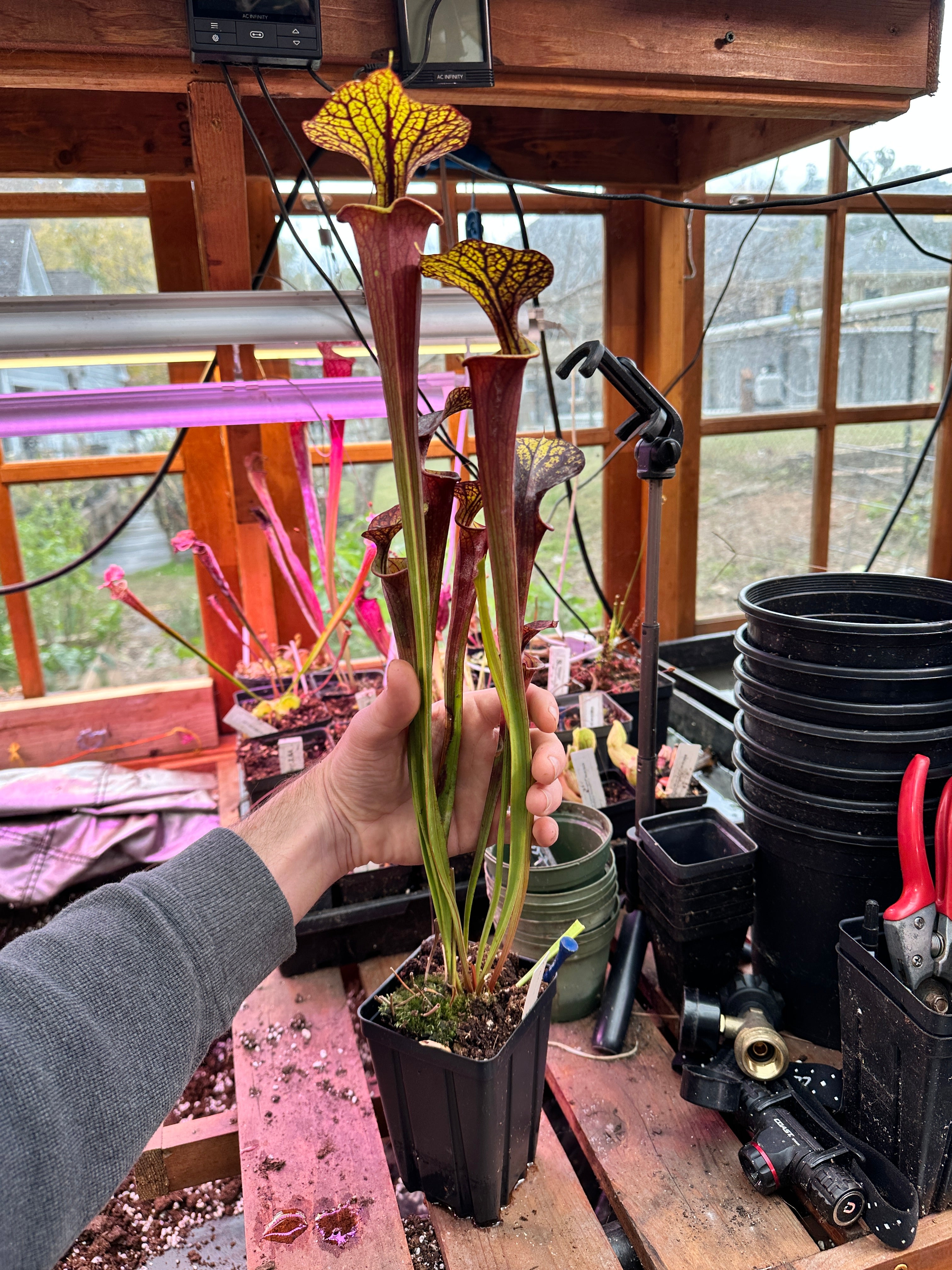 S. flava (Waccamaw x Black Veined Giant) – Atlanta Carnivorous Gardens