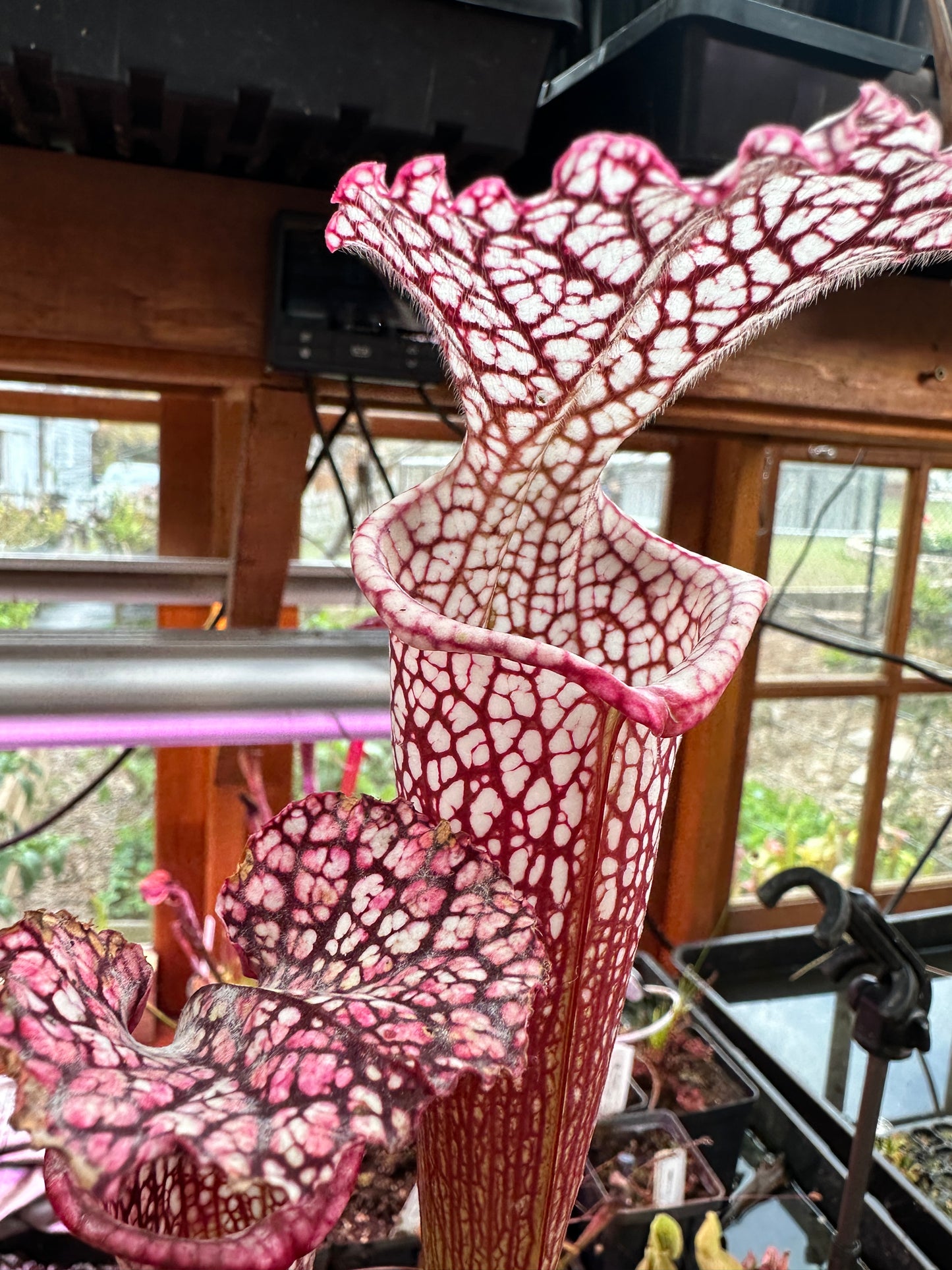 S. leuco ‘Wilkerson’s Red Rocket’ x Moorei ‘Super Heavy Veins’