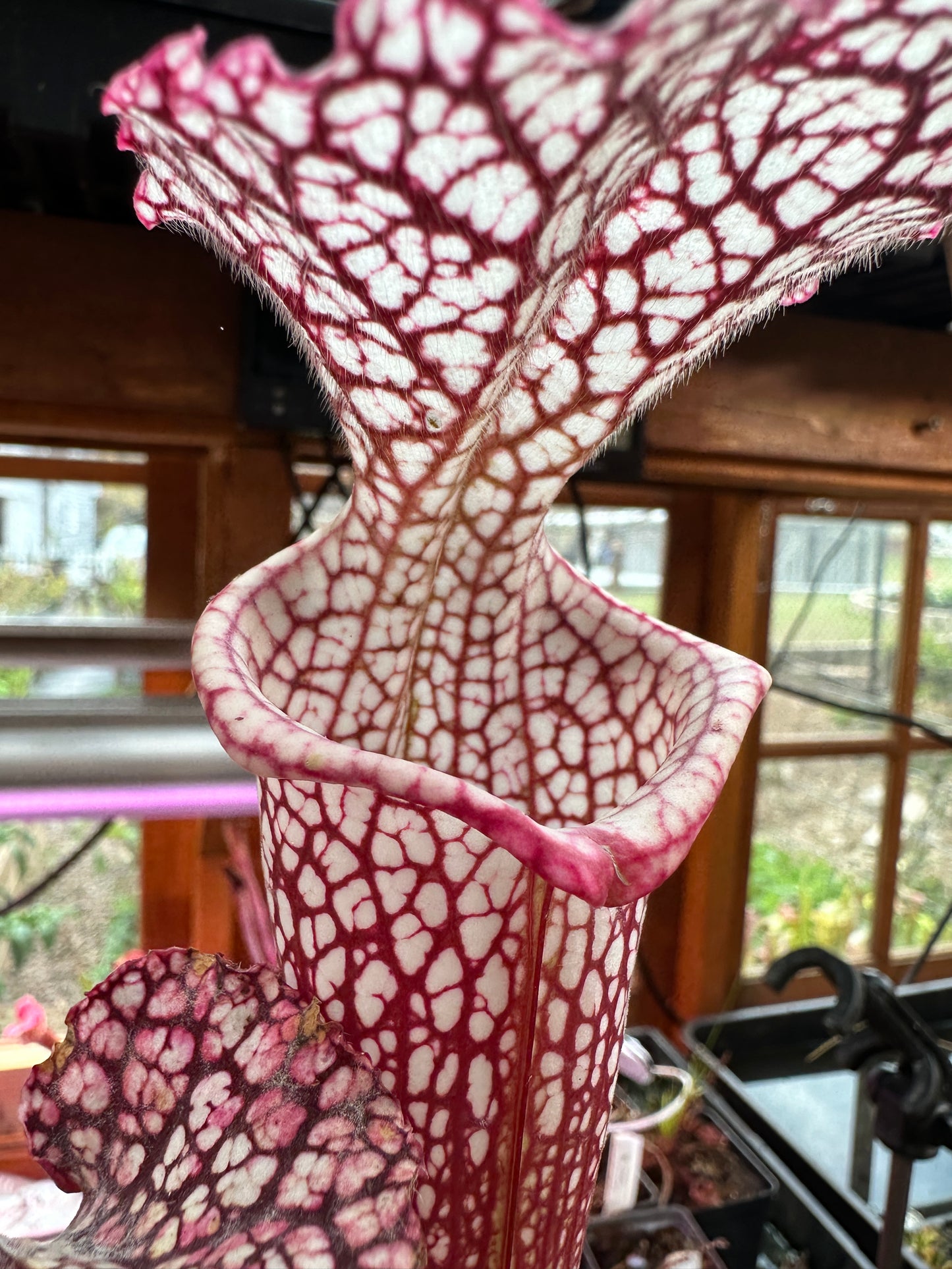 S. leuco ‘Wilkerson’s Red Rocket’ x Moorei ‘Super Heavy Veins’