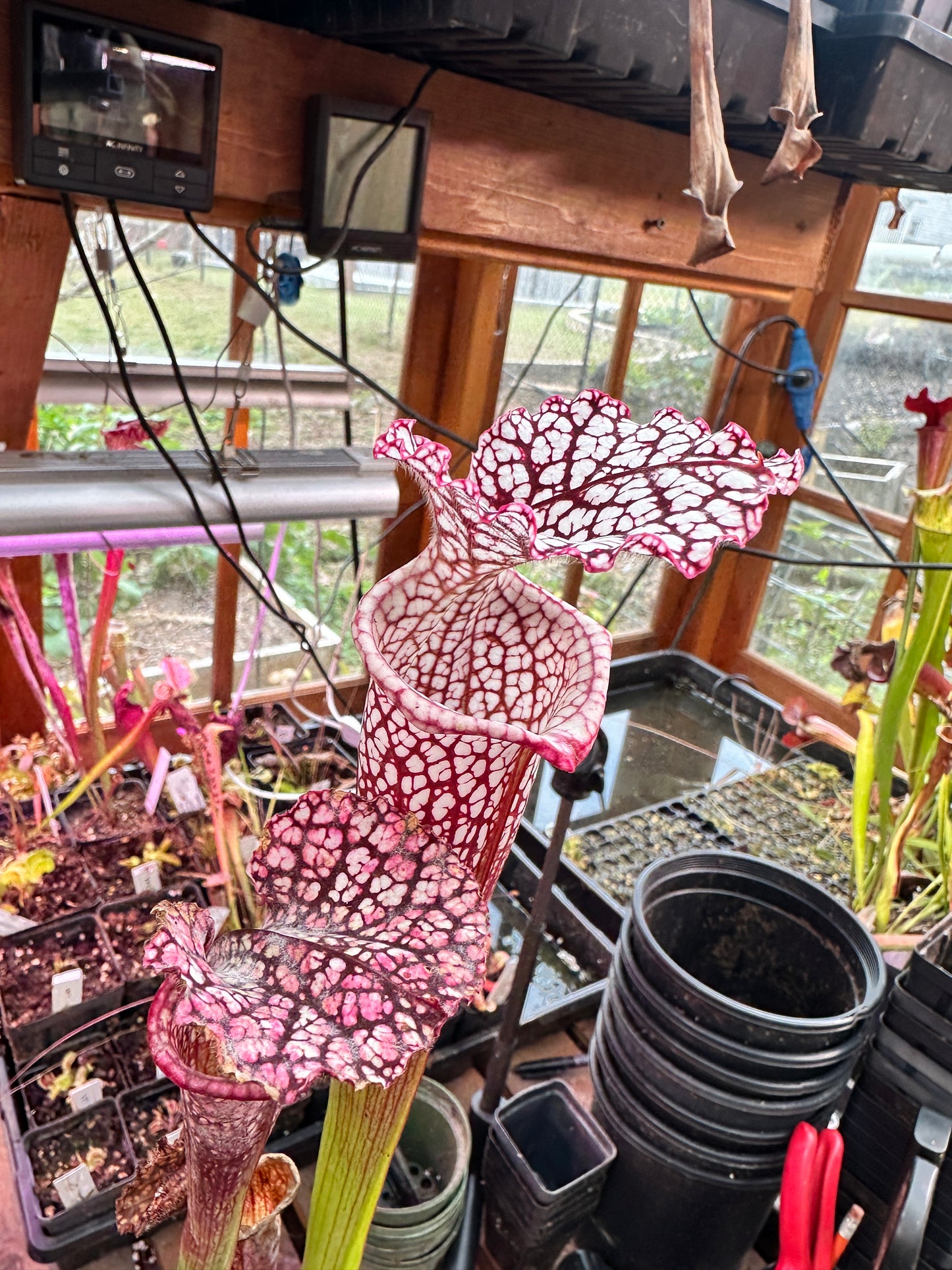 S. leuco ‘Wilkerson’s Red Rocket’ x Moorei ‘Super Heavy Veins’