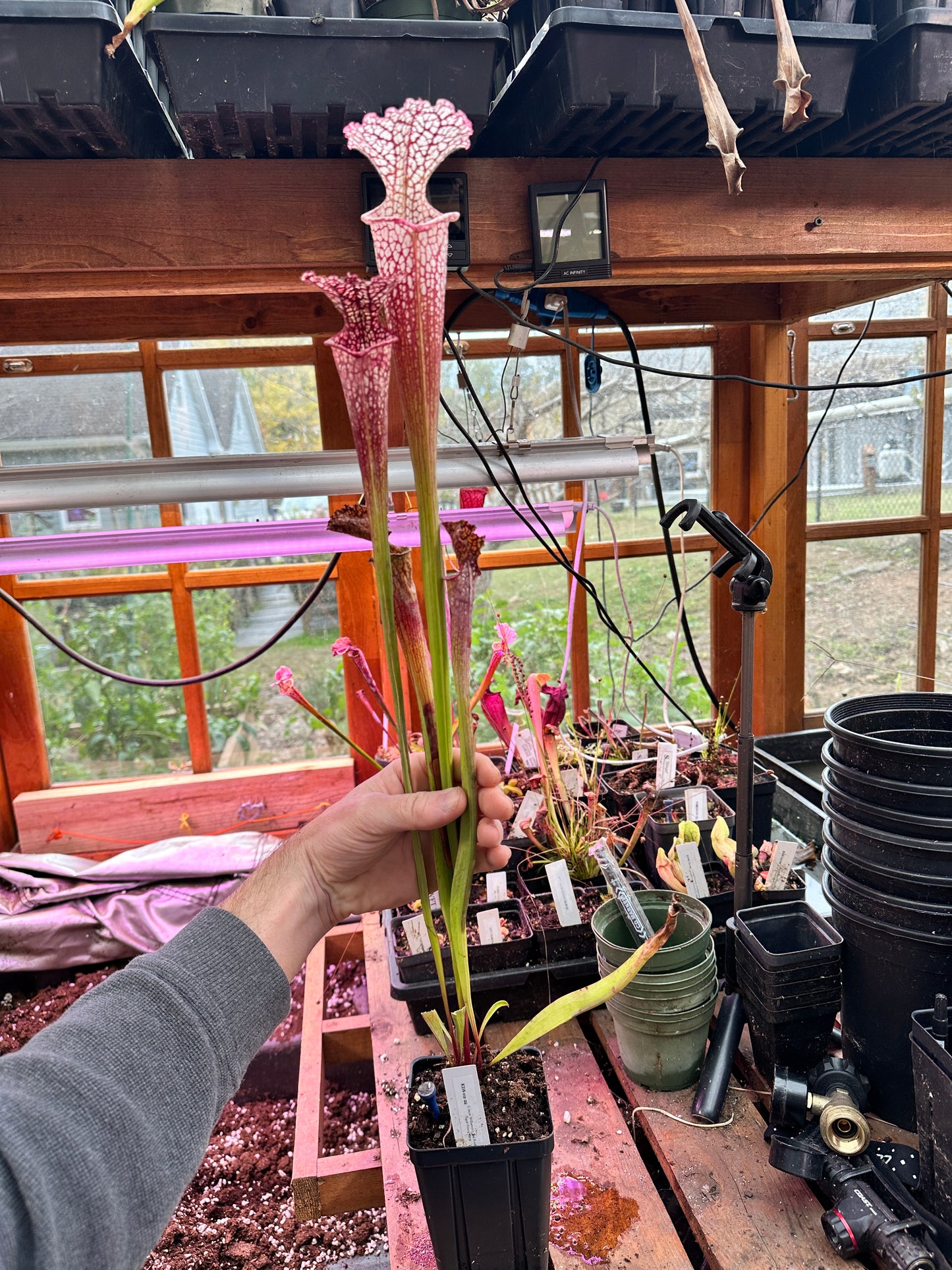 S. leuco ‘Wilkerson’s Red Rocket’ x Moorei ‘Super Heavy Veins’