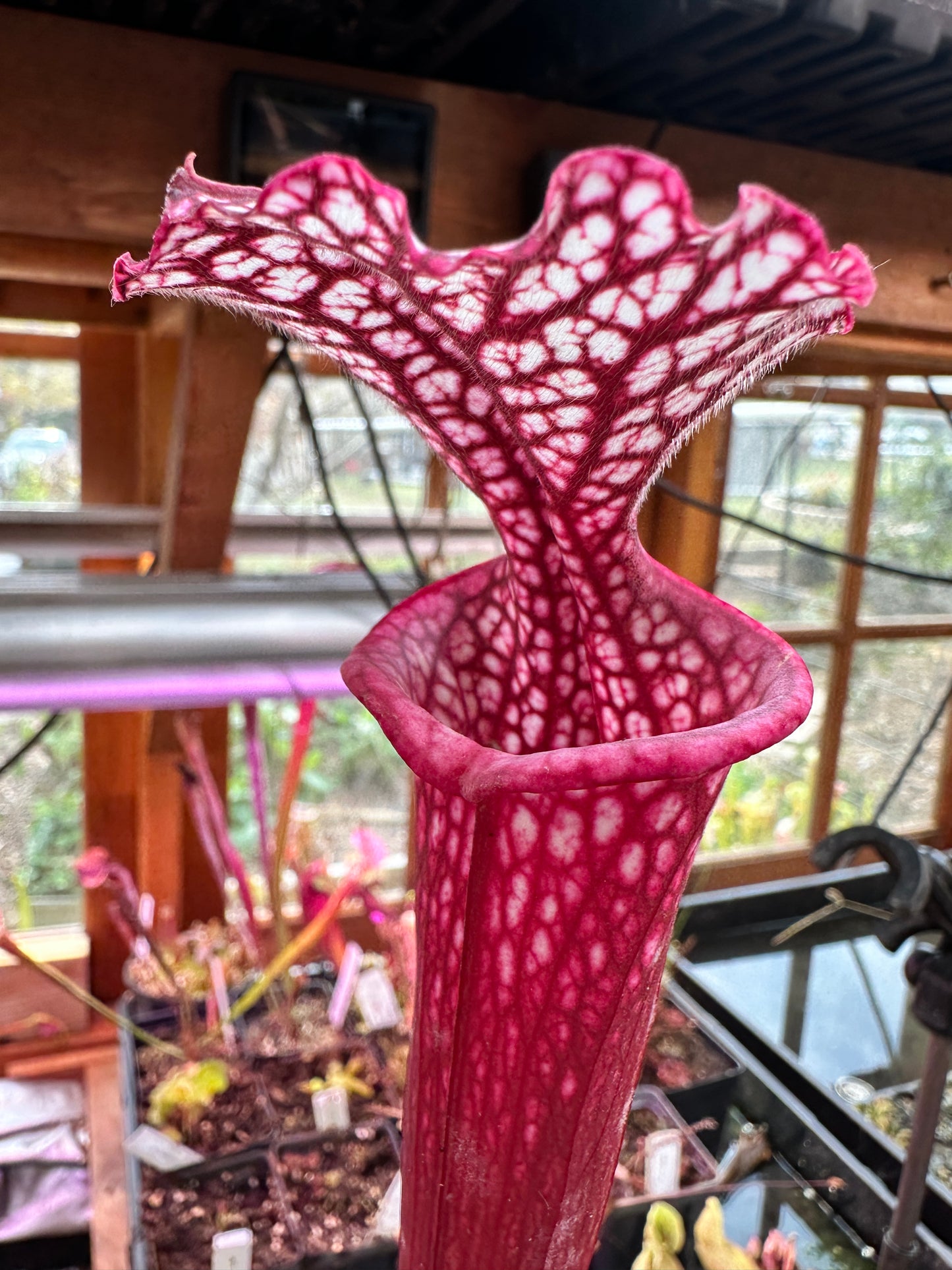 S. leuco ‘Wilkerson’s Red Rocket’ x Moorei ‘Lunchbox’