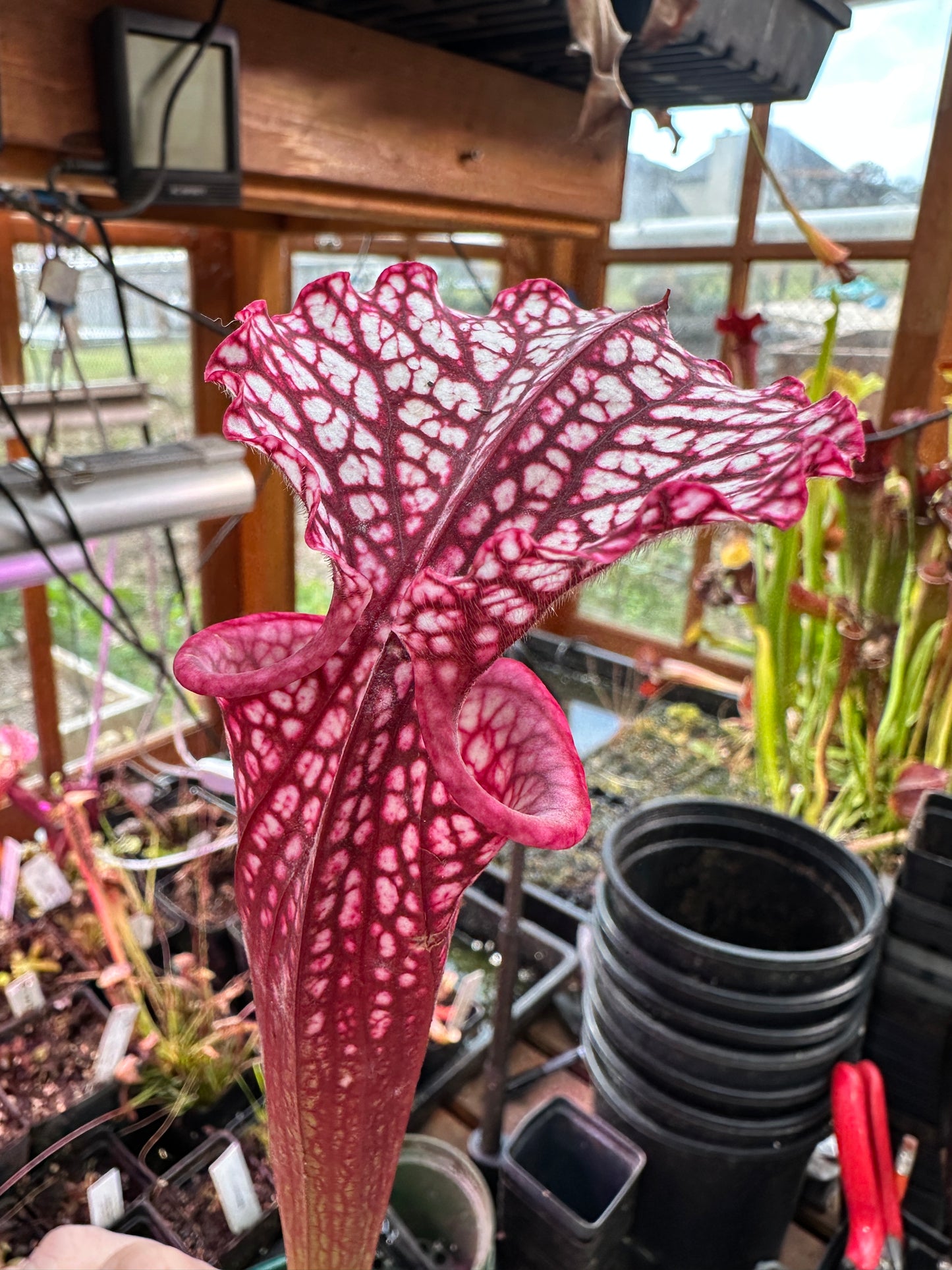 S. leuco ‘Wilkerson’s Red Rocket’ x Moorei ‘Lunchbox’