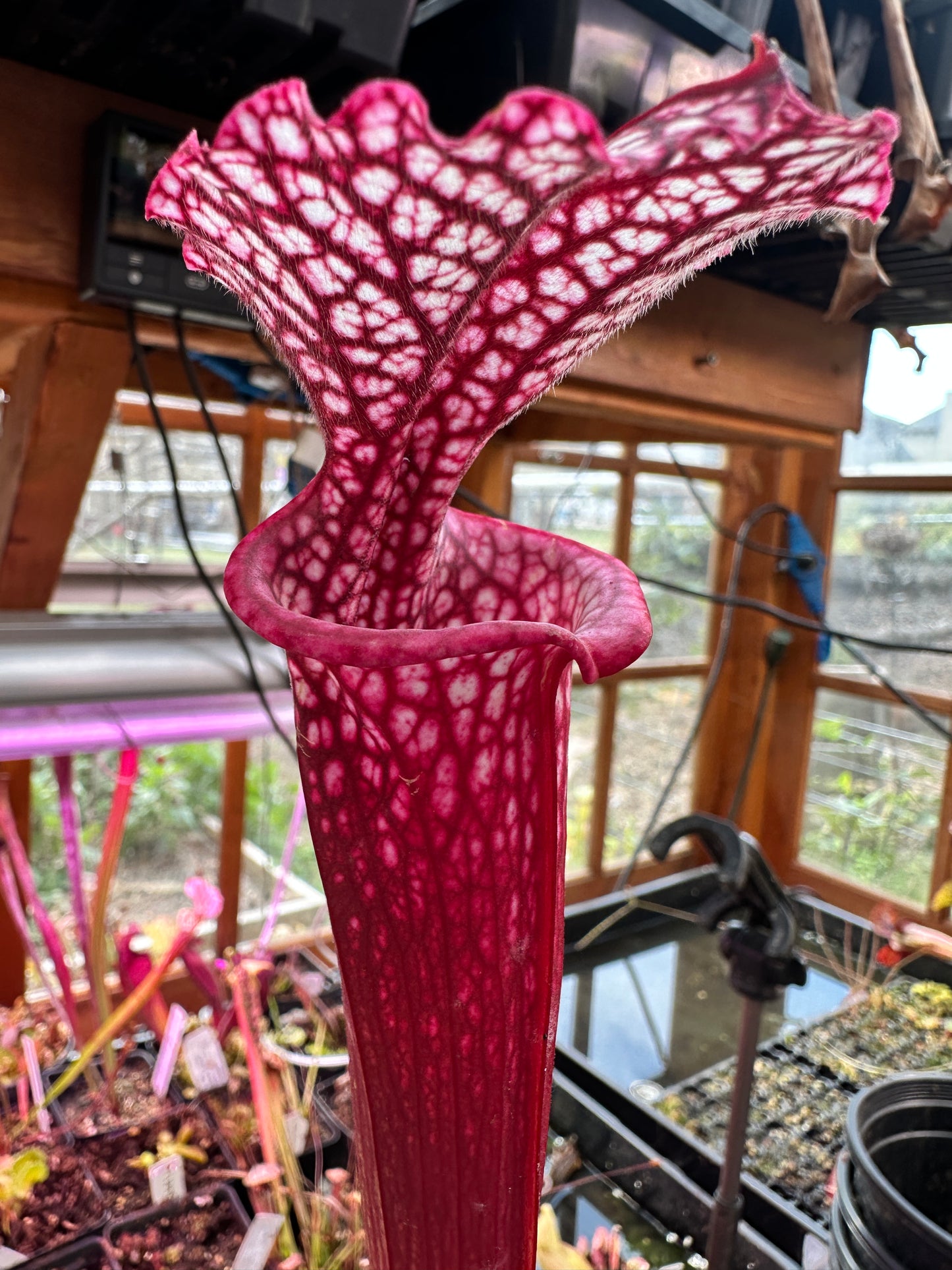 S. leuco ‘Wilkerson’s Red Rocket’ x Moorei ‘Lunchbox’