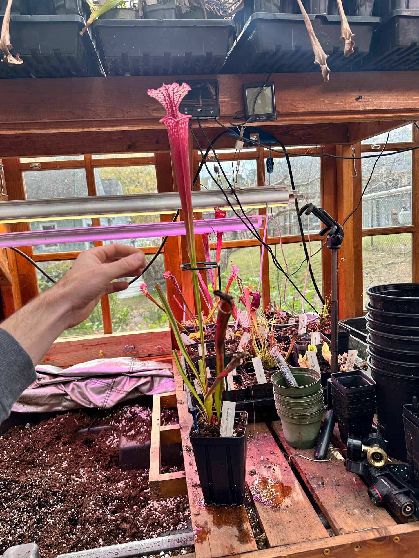 S. leuco ‘Wilkerson’s Red Rocket’ x Moorei ‘Lunchbox’