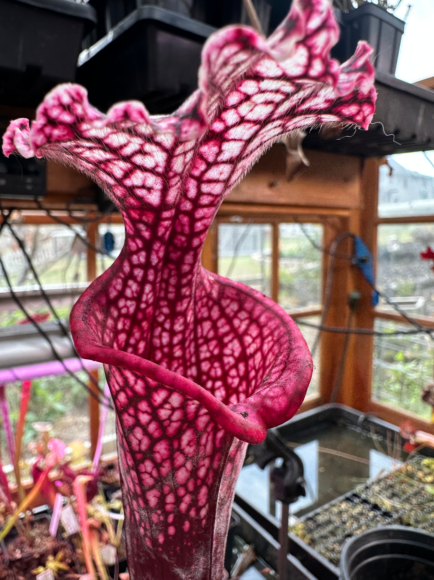 S. leuco ‘Wilkerson’s Red Rocket’ x Moorei ‘Lunchbox’