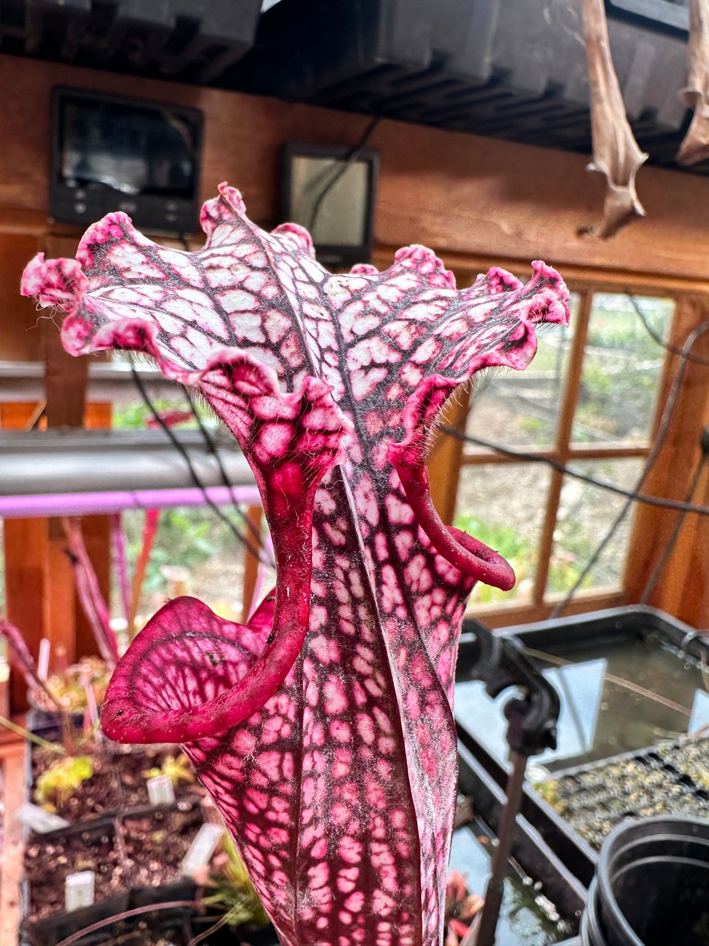 S. leuco ‘Wilkerson’s Red Rocket’ x Moorei ‘Lunchbox’