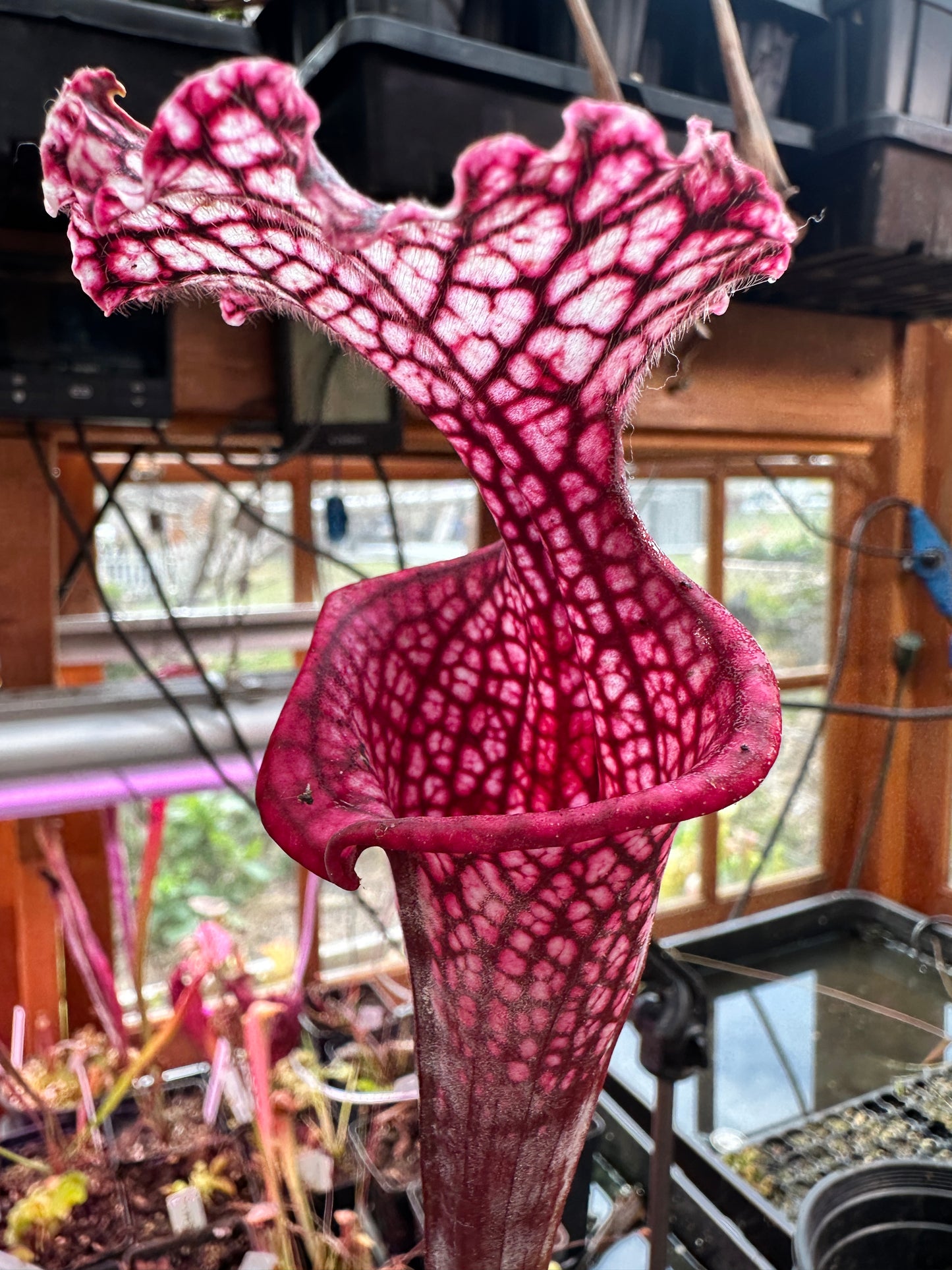 S. leuco ‘Wilkerson’s Red Rocket’ x Moorei ‘Lunchbox’