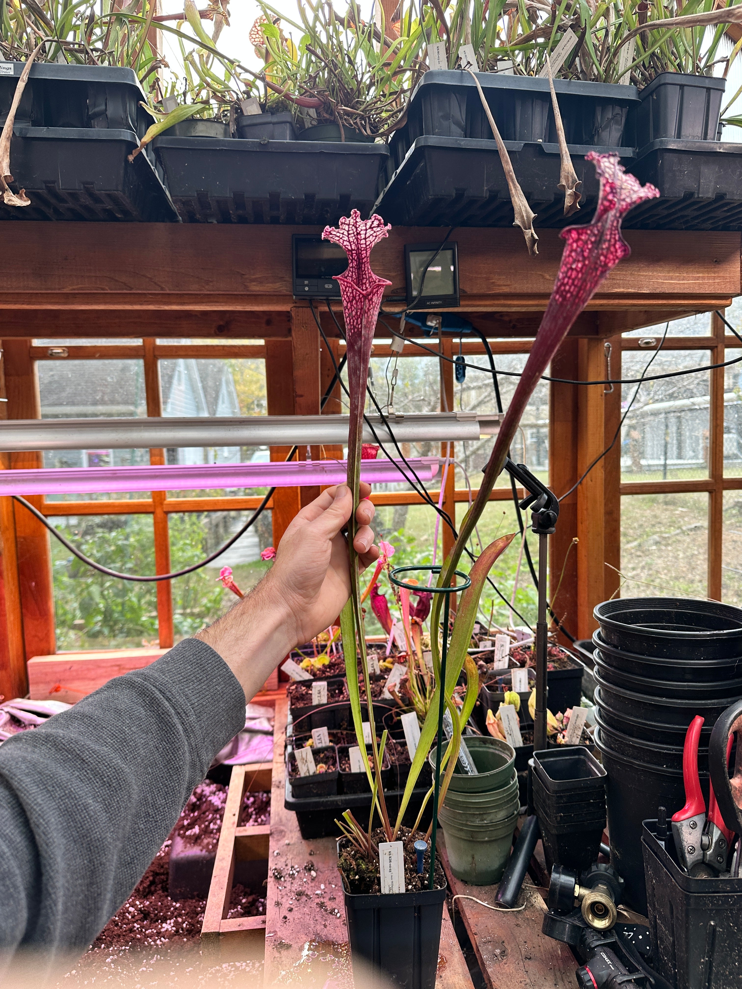 S. leuco 'Wilkerson's Red Rocket' x Moorei 'Lunchbox' – Atlanta