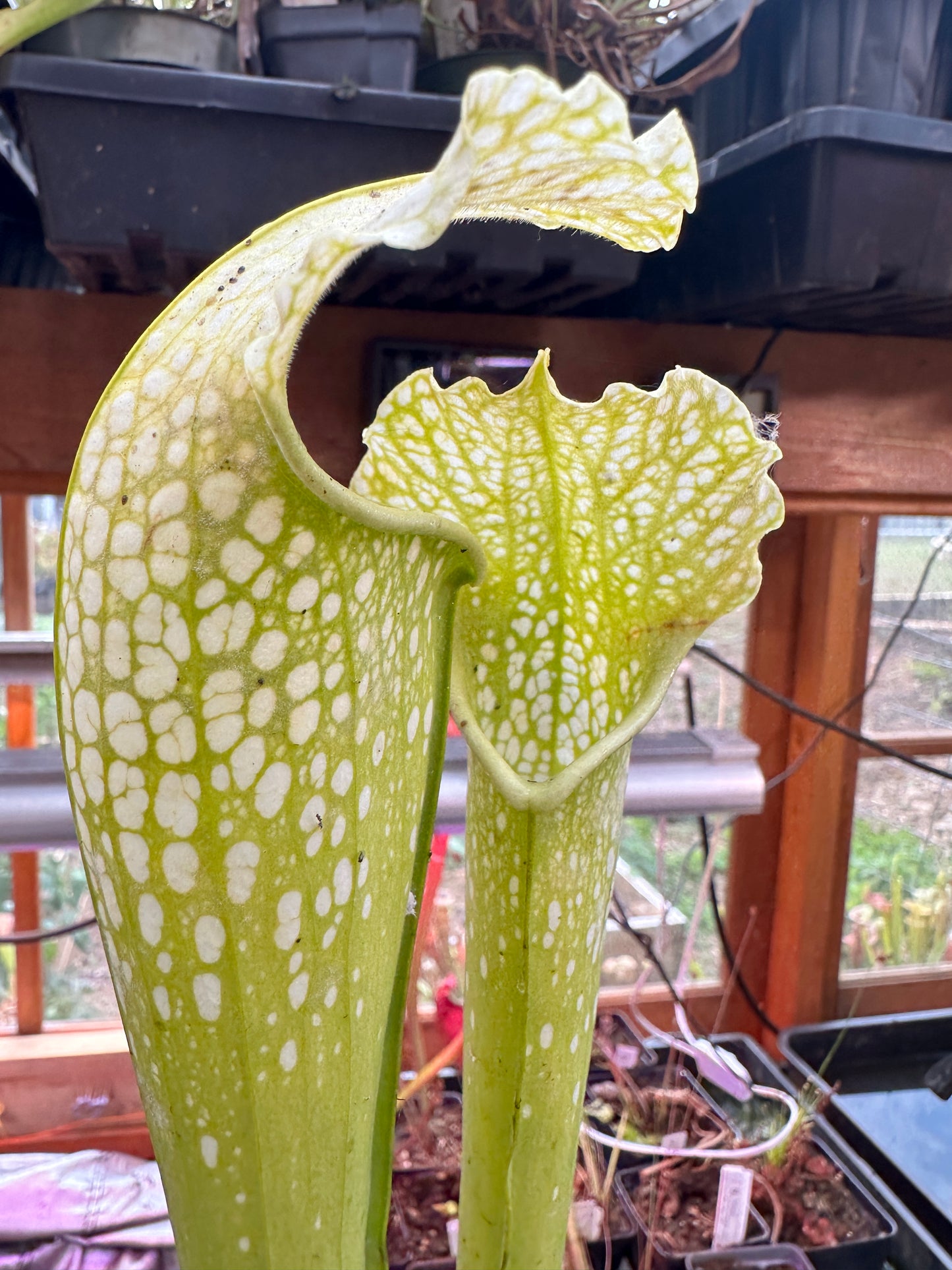 S. leuco Antho Free x minor Antho Free