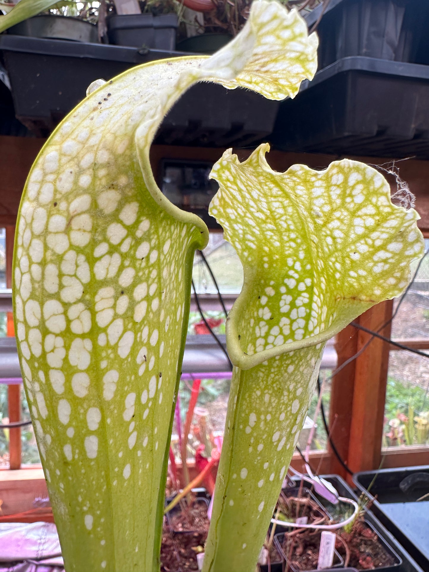 S. leuco Antho Free x minor Antho Free