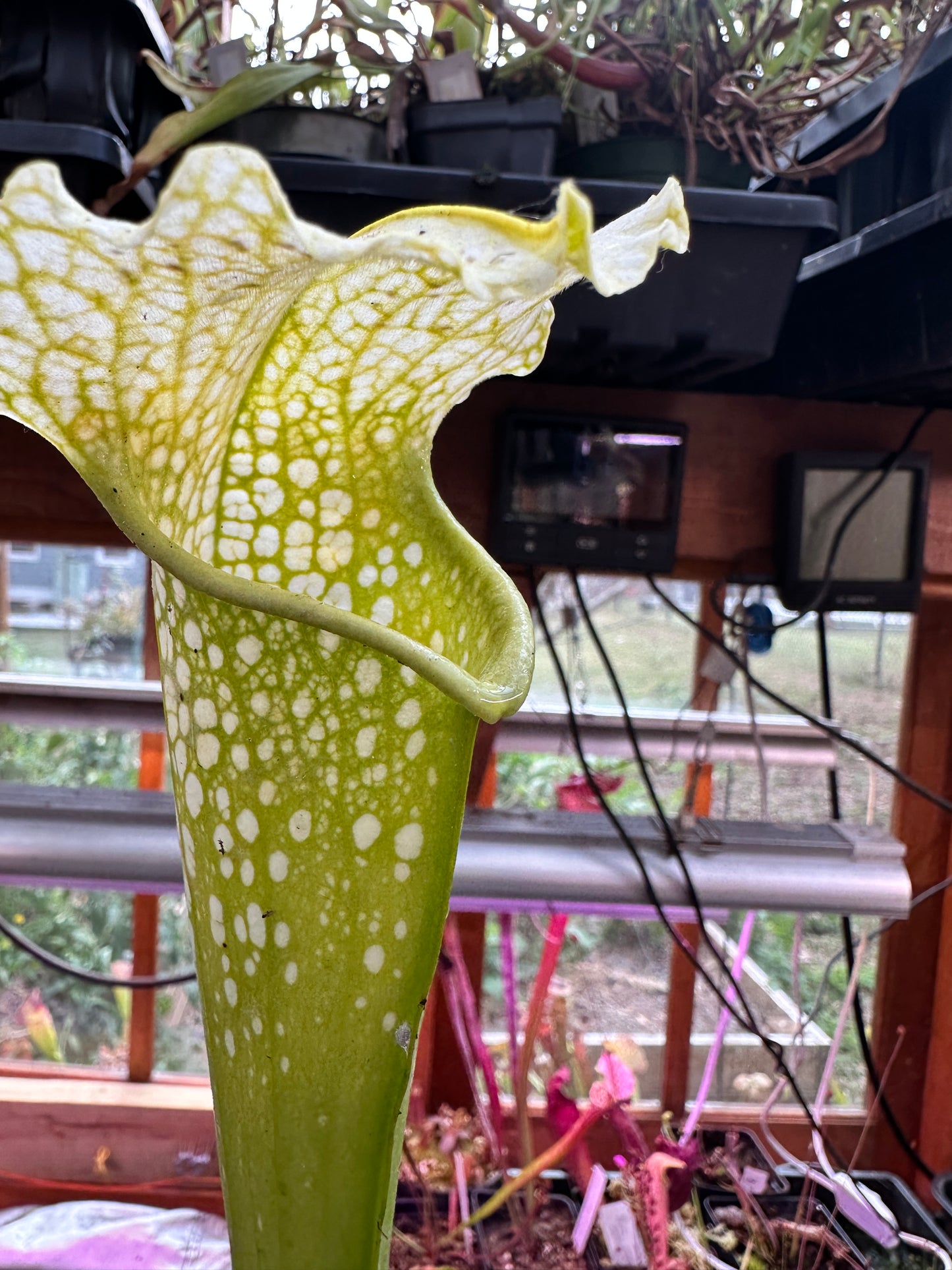 S. leuco Antho Free x minor Antho Free