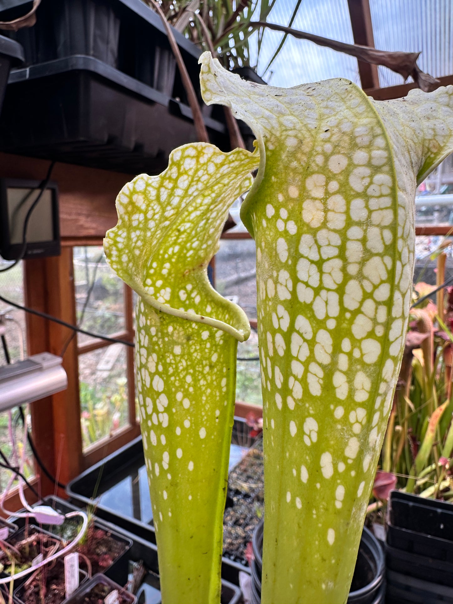 S. leuco Antho Free x minor Antho Free