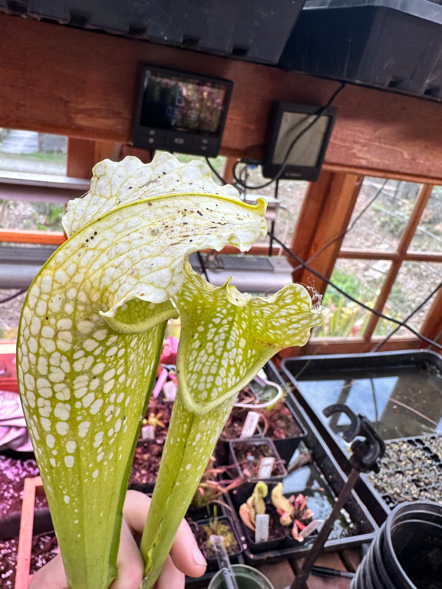 S. leuco Antho Free x minor Antho Free