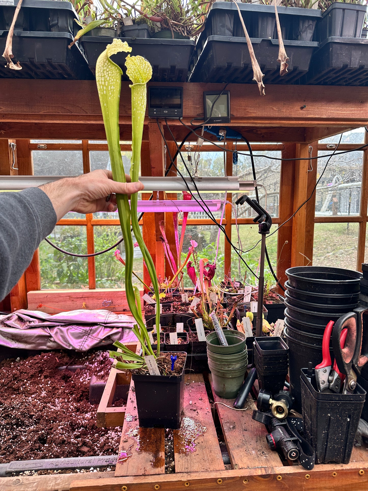 S. leuco Antho Free x minor Antho Free