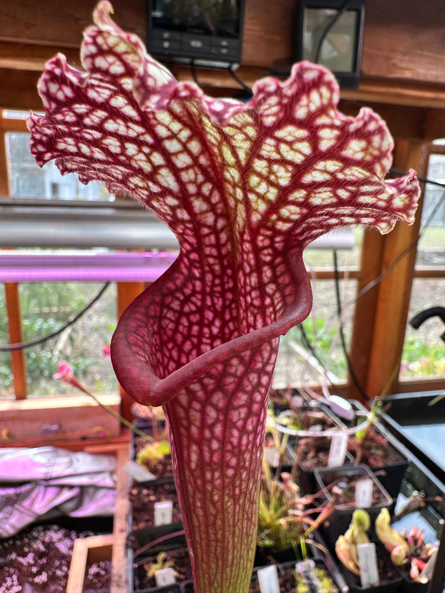 S. leuco ‘Wilkerson’s Red Rocket’ x Moorei ‘Super Heavy Veins’
