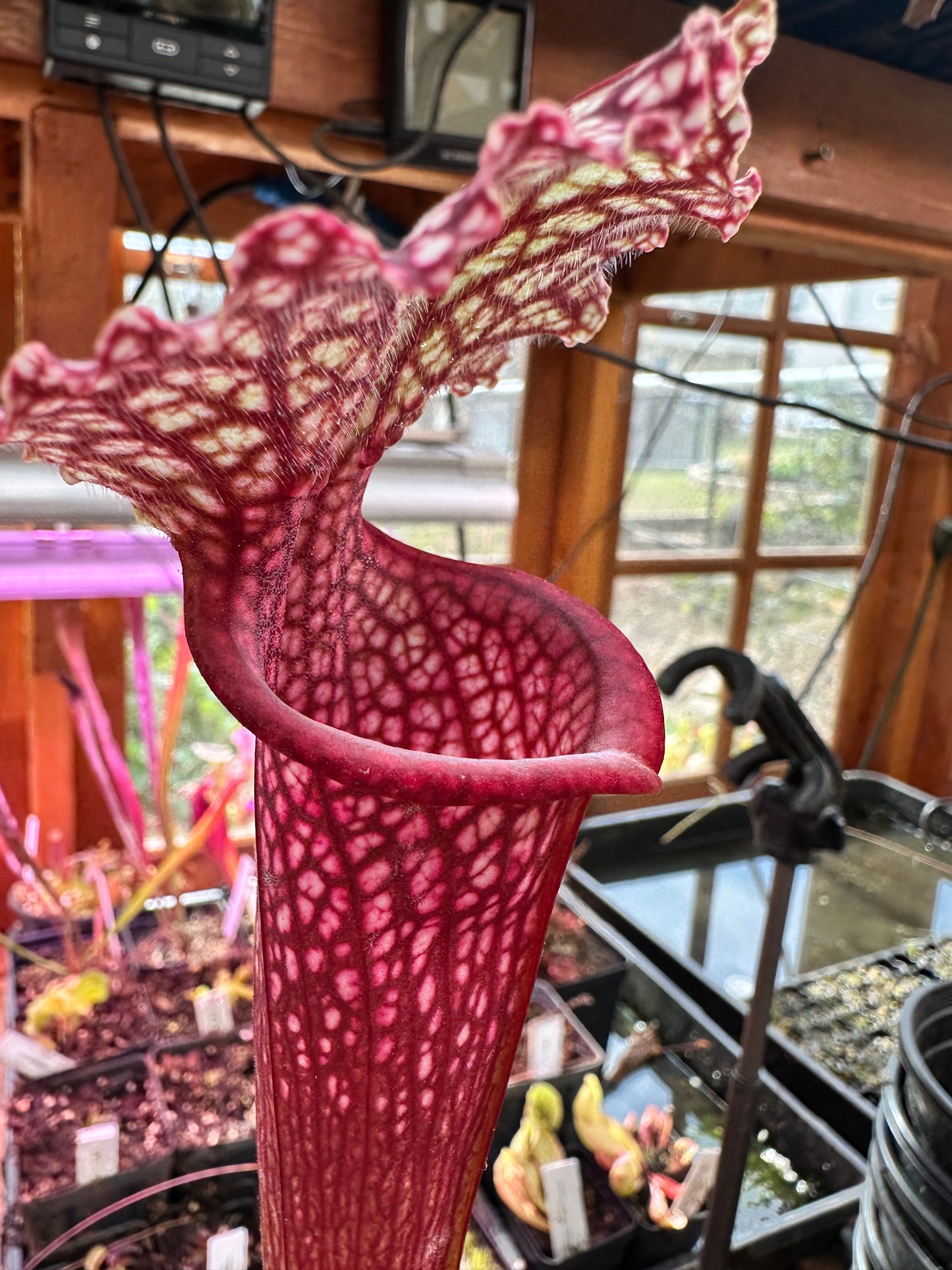 S. leuco ‘Wilkerson’s Red Rocket’ x Moorei ‘Super Heavy Veins’