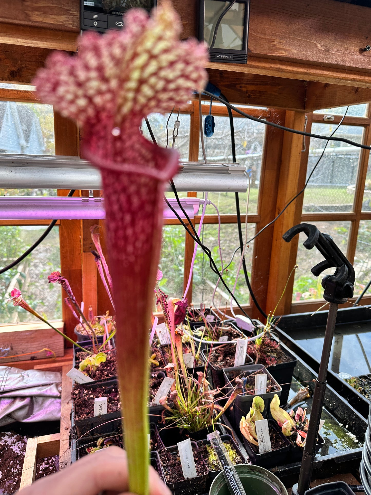 S. leuco ‘Wilkerson’s Red Rocket’ x Moorei ‘Super Heavy Veins’