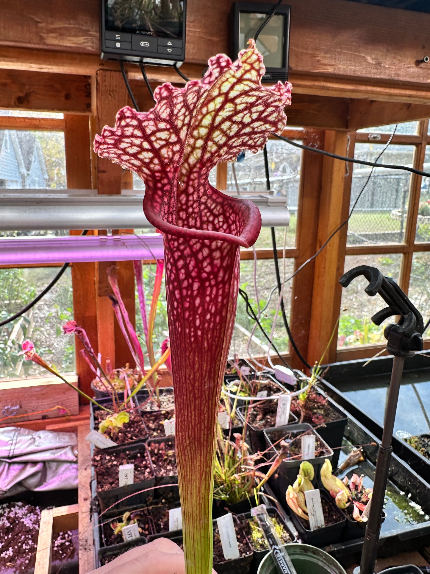 S. leuco ‘Wilkerson’s Red Rocket’ x Moorei ‘Super Heavy Veins’