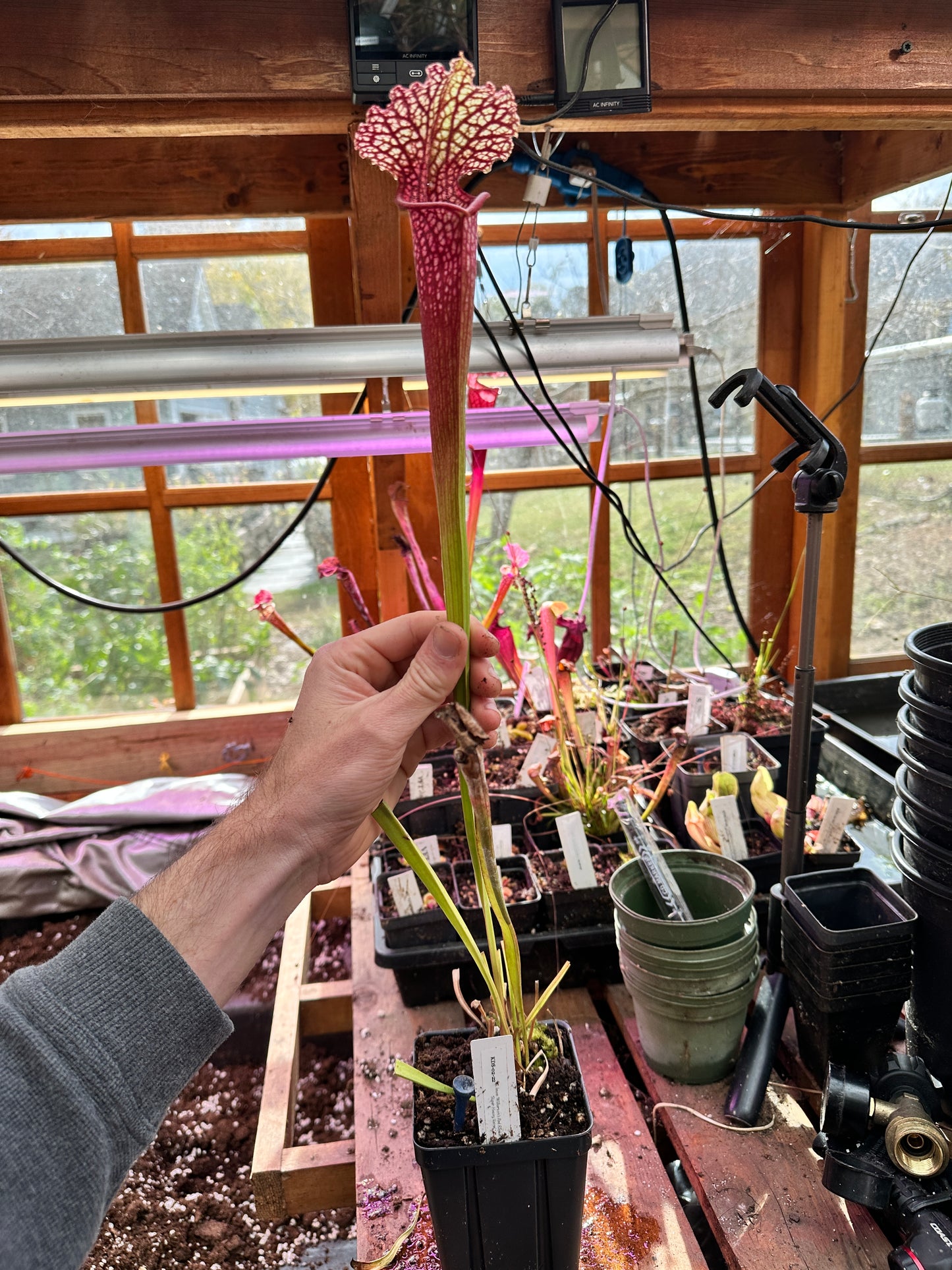 S. leuco ‘Wilkerson’s Red Rocket’ x Moorei ‘Super Heavy Veins’