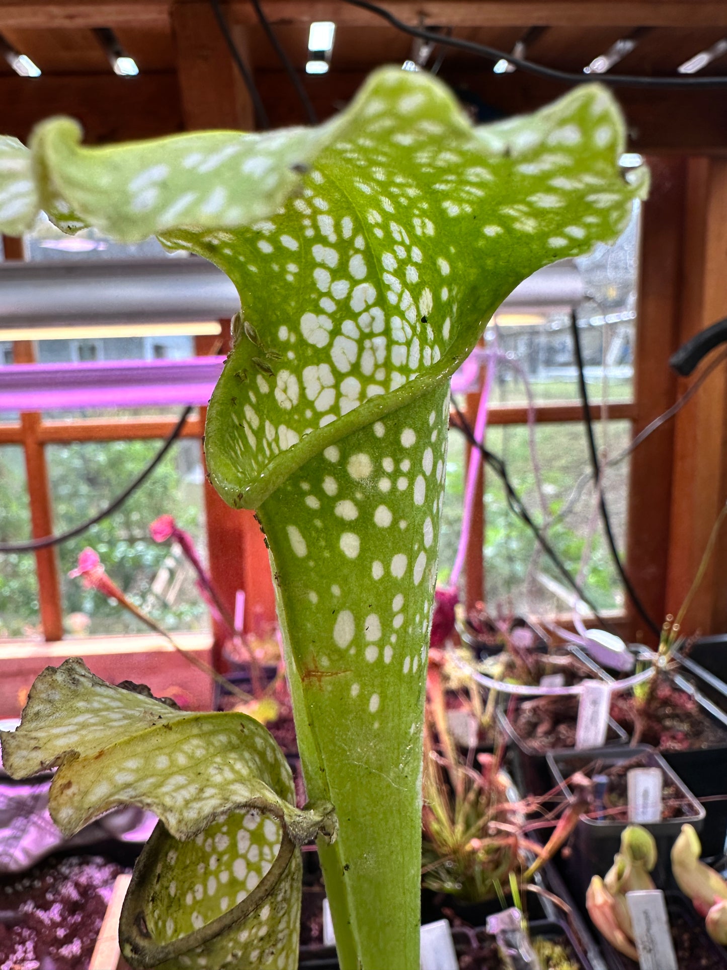 S. leuco Antho Free x minor Antho Free