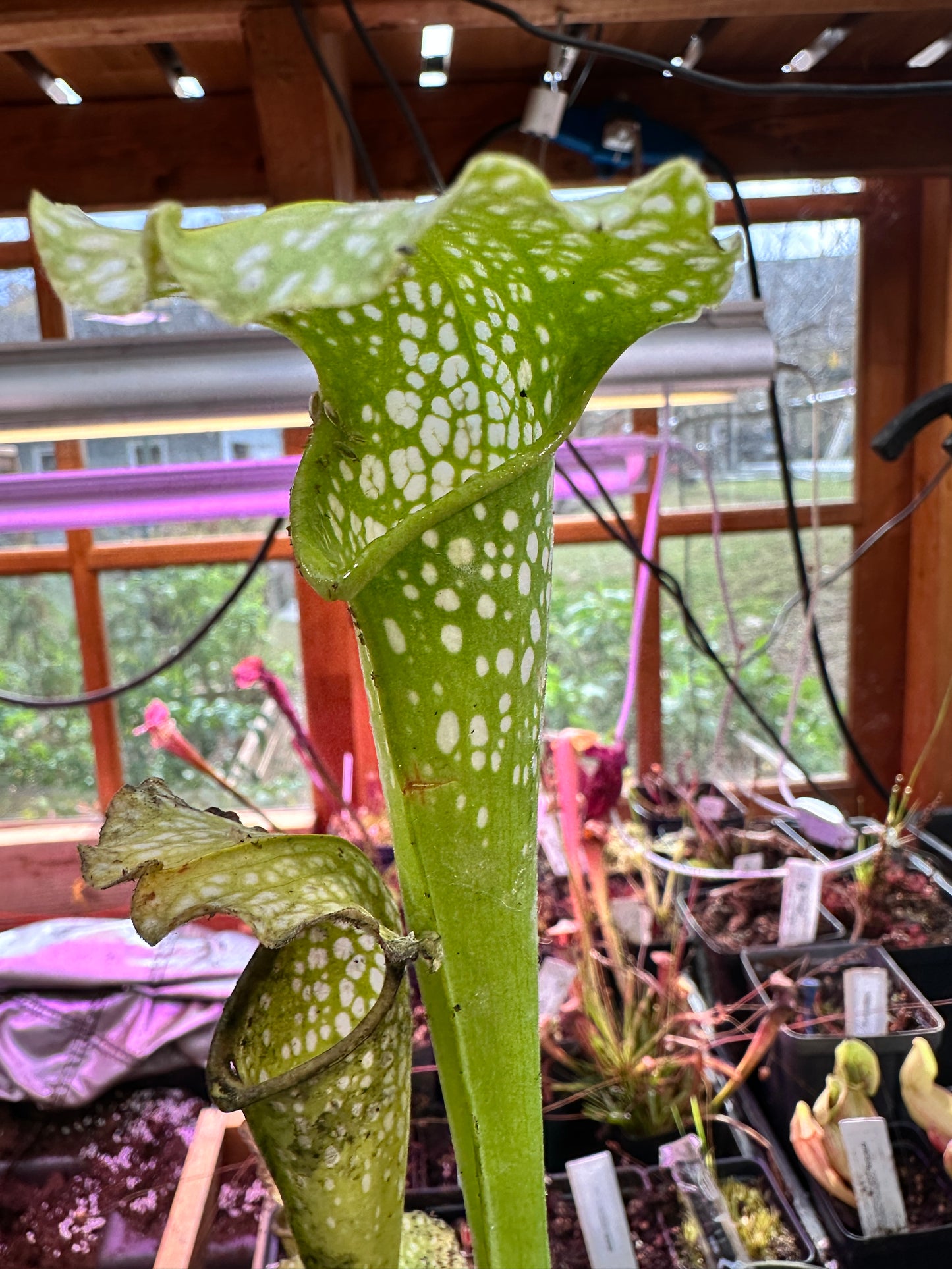 S. leuco Antho Free x minor Antho Free