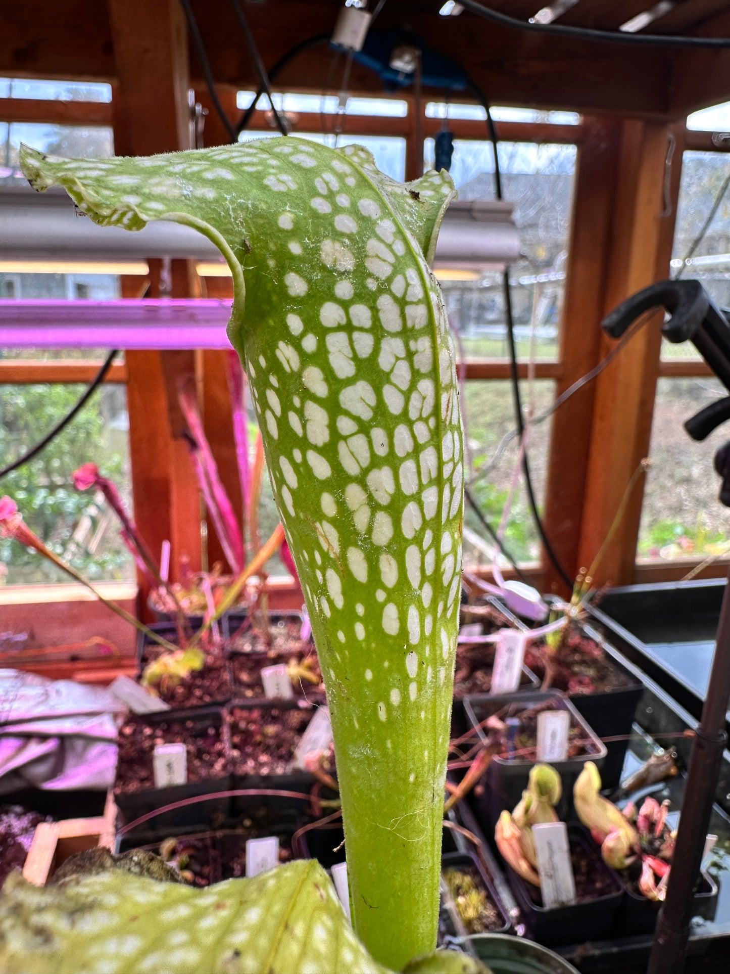 S. leuco Antho Free x minor Antho Free