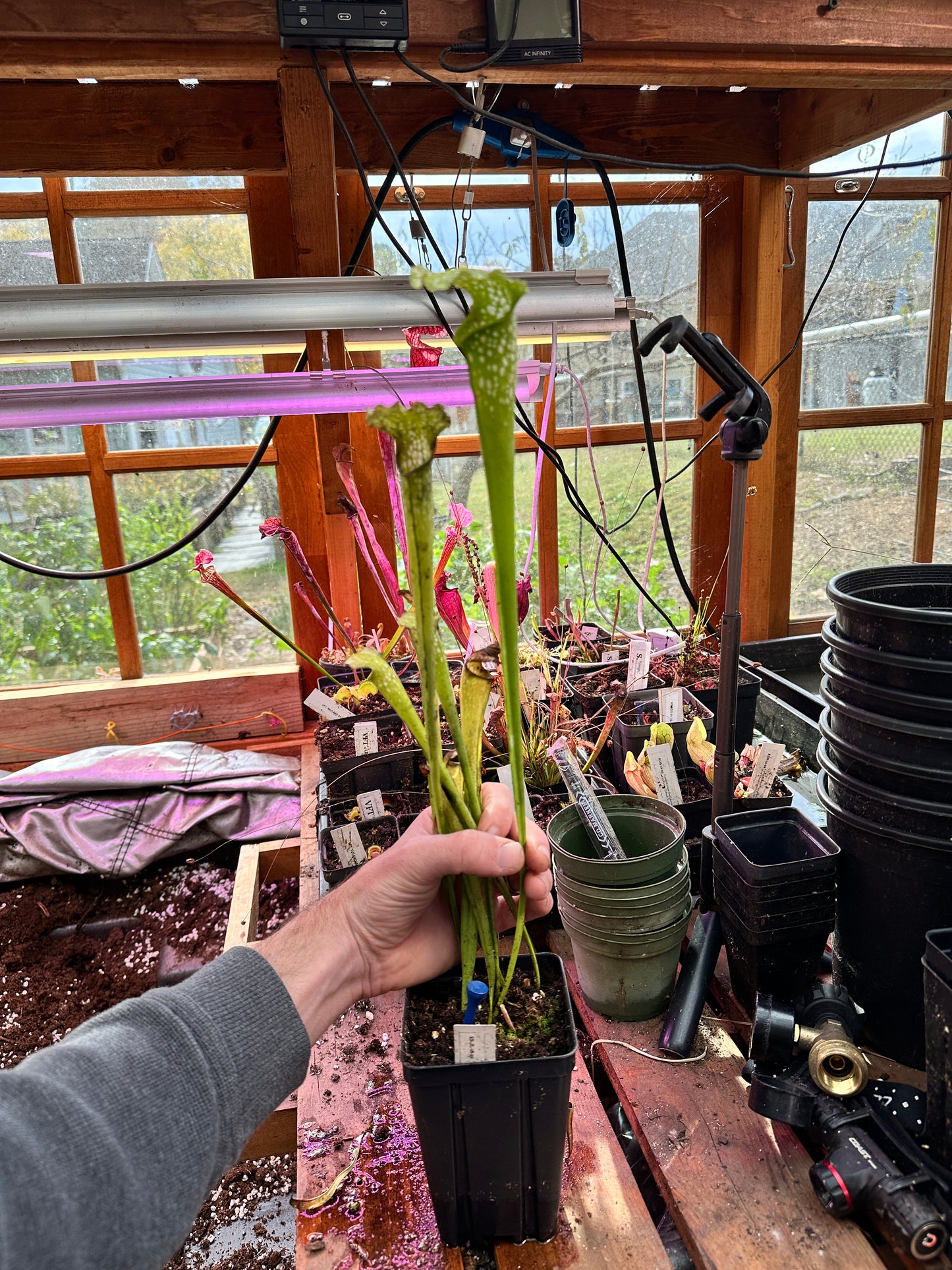 S. leuco Antho Free x minor Antho Free