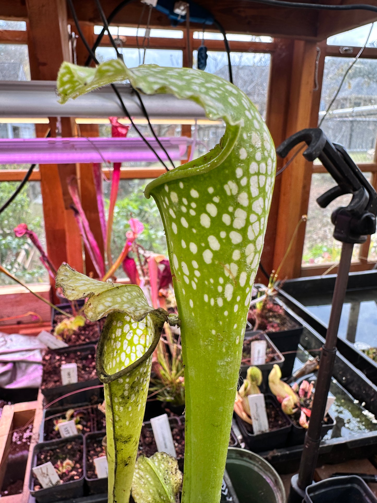 S. leuco Antho Free x minor Antho Free