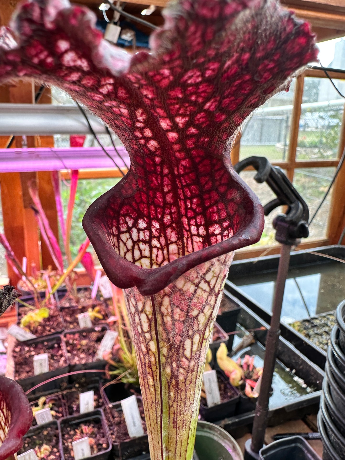 S. x Moorei ‘Lunchbox’ x ‘Bouquet’