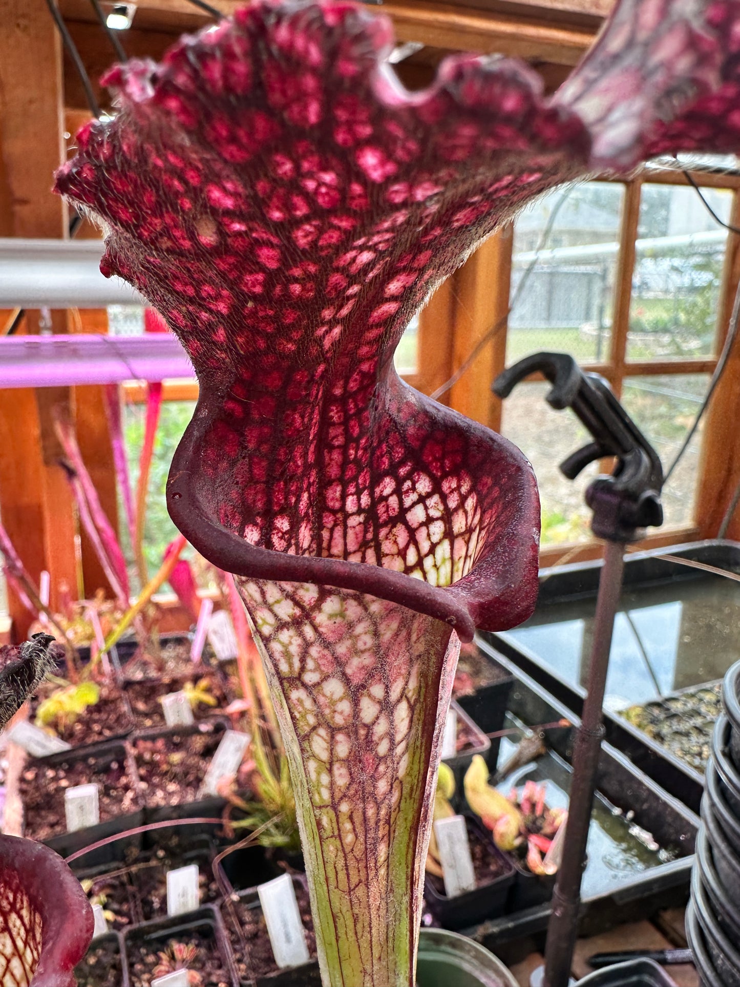 S. x Moorei ‘Lunchbox’ x ‘Bouquet’