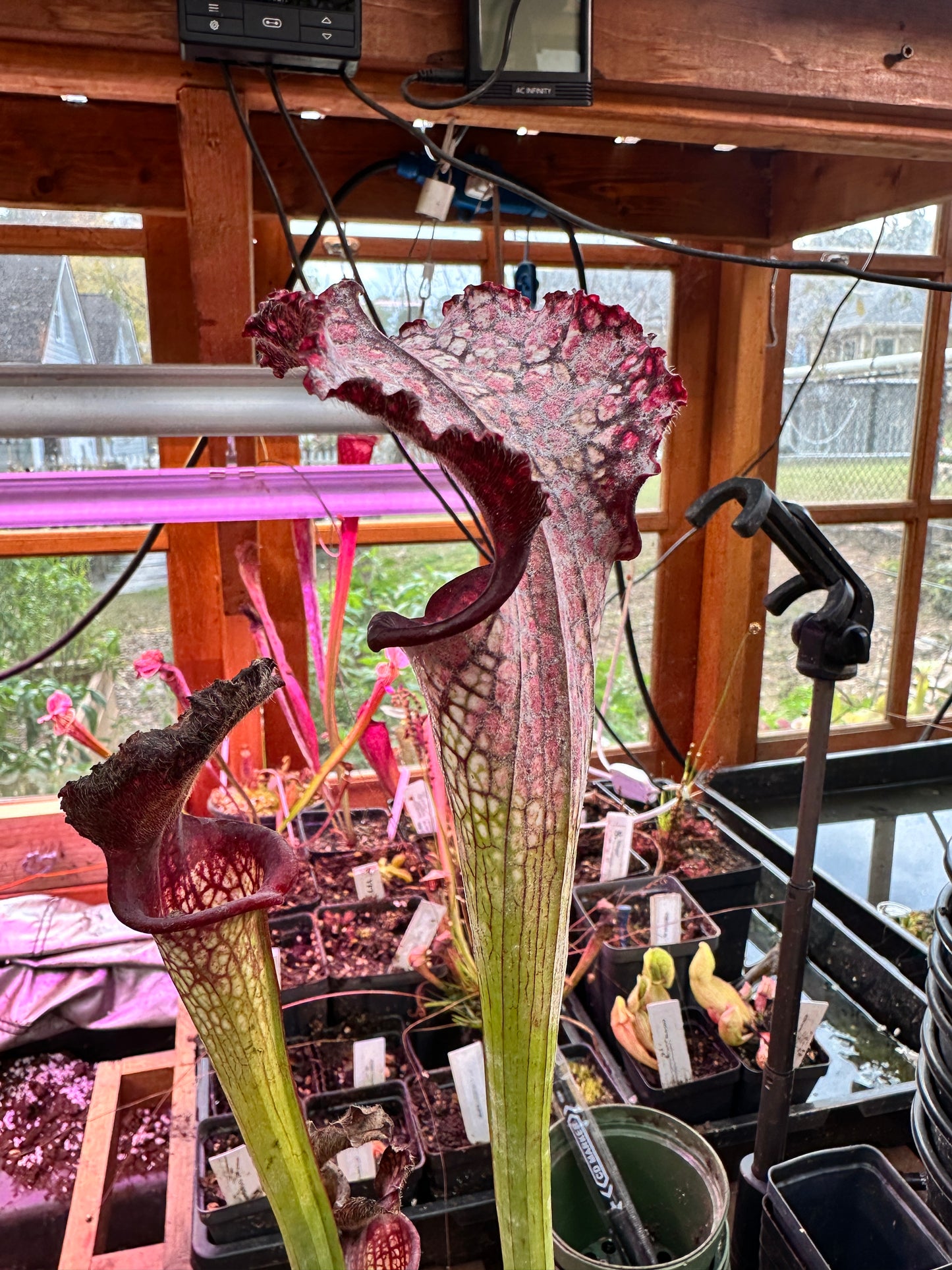 S. x Moorei ‘Lunchbox’ x ‘Bouquet’