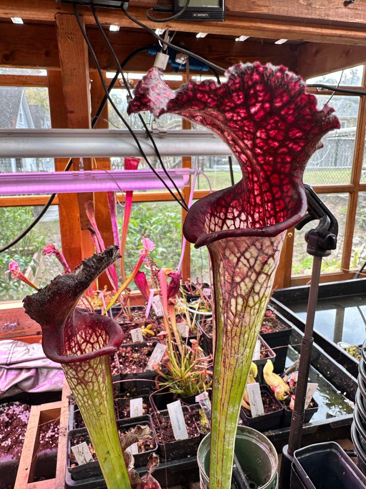 S. x Moorei ‘Lunchbox’ x ‘Bouquet’